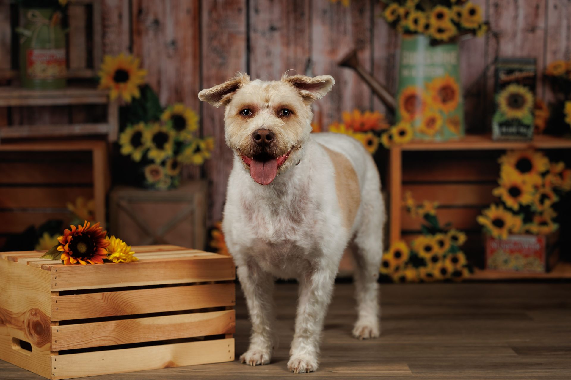 Dog photographed with sunflowers during a colorful studio dog photography session in Natick Massachusetts