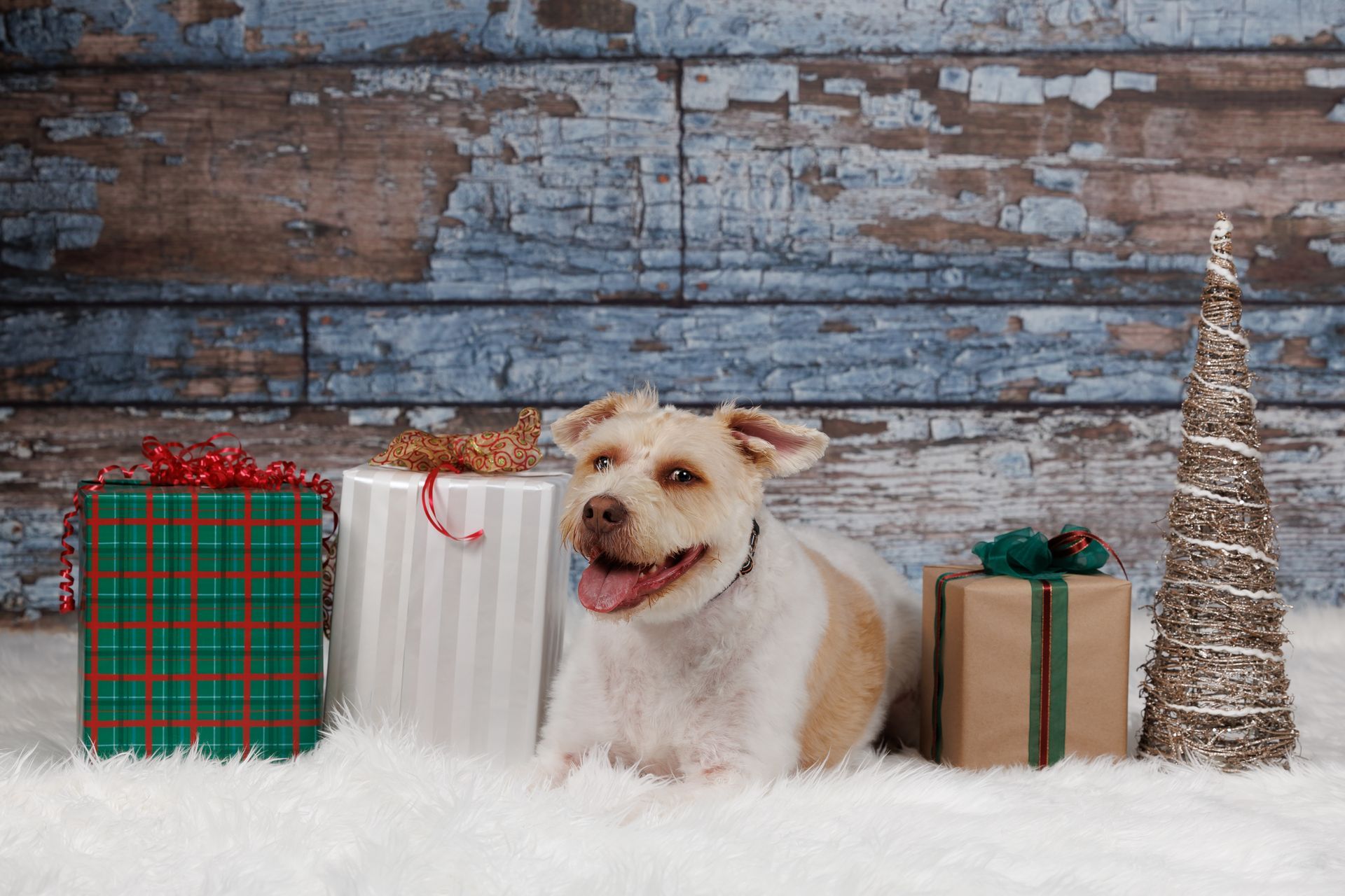 Dog photographed with Christmas gifts and holiday decorations during a studio photography session in Natick Massachusetts