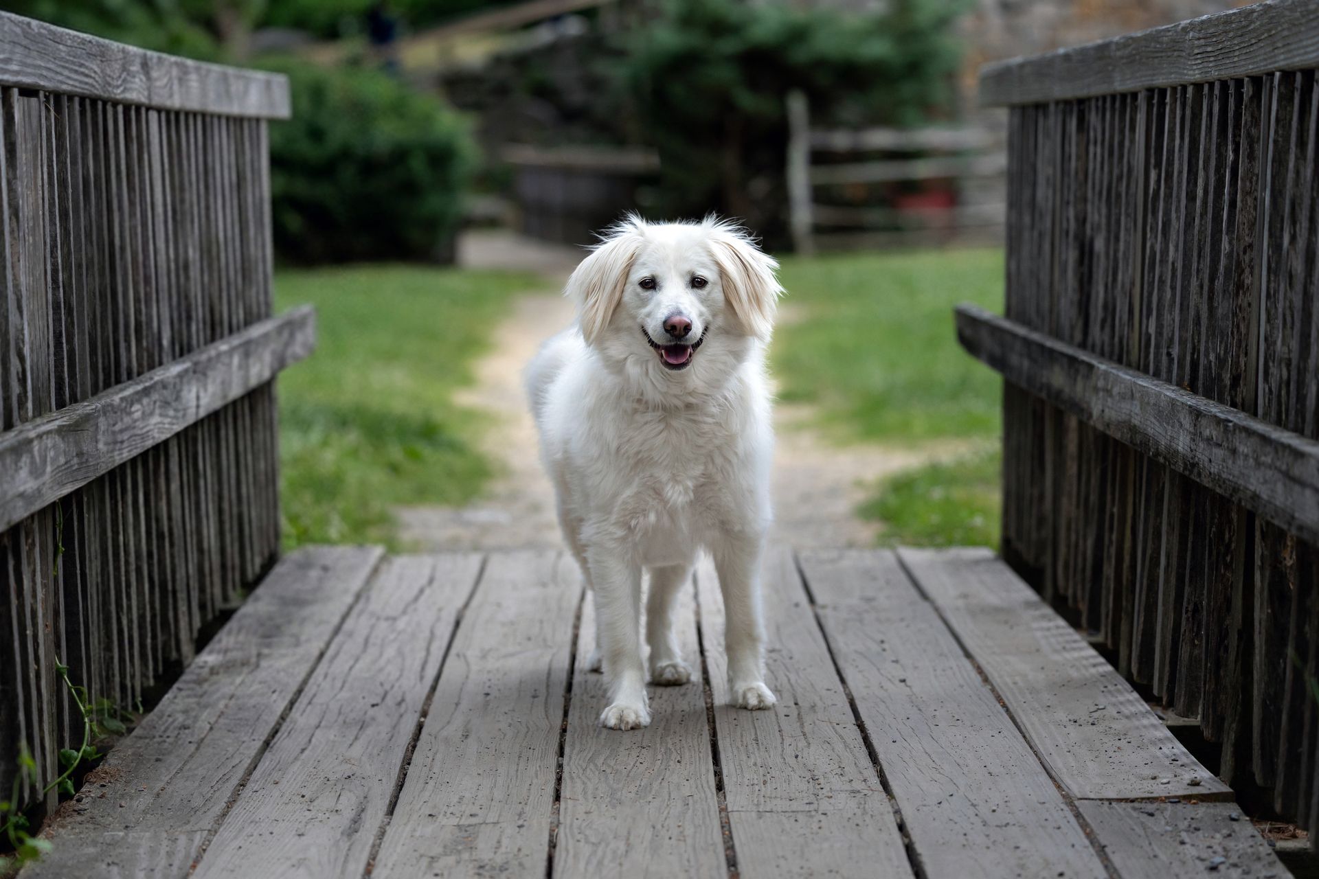 White dog on a bridge in Sudbury, MA for a dog photo session.