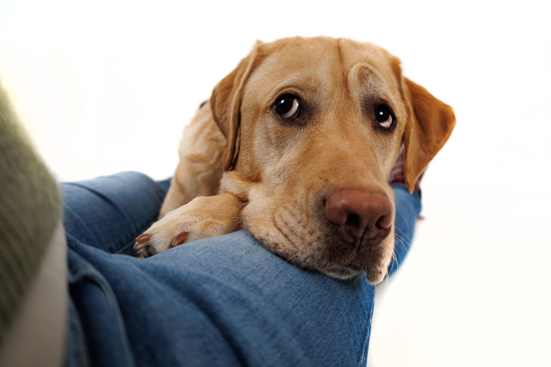 A yellow lab laying on his mom's lap during a studio portrait session in Massachusetts.