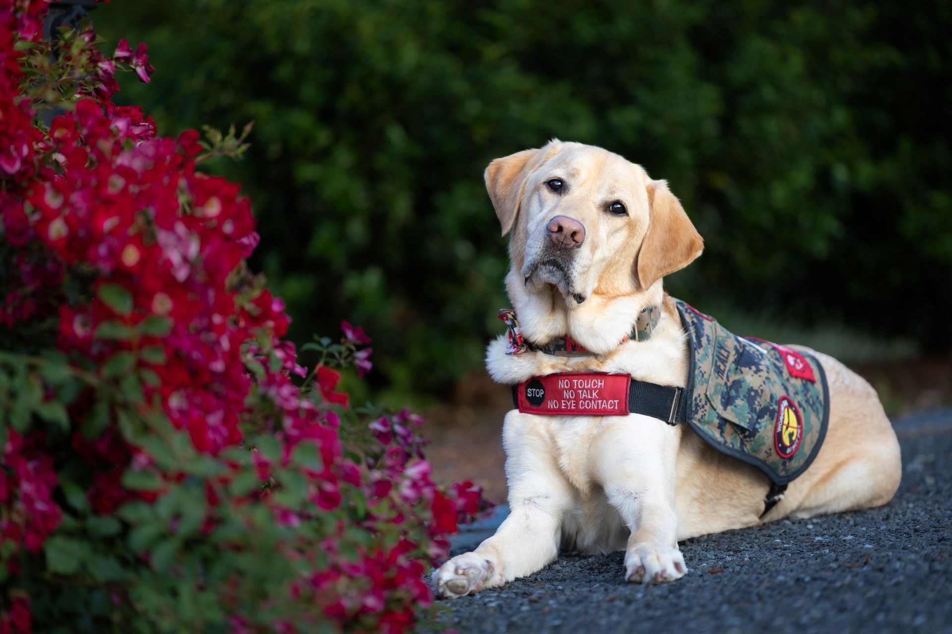 Yellow lab posing with some red flowers during a dog portrait session. in Worcester, Massachusetts.