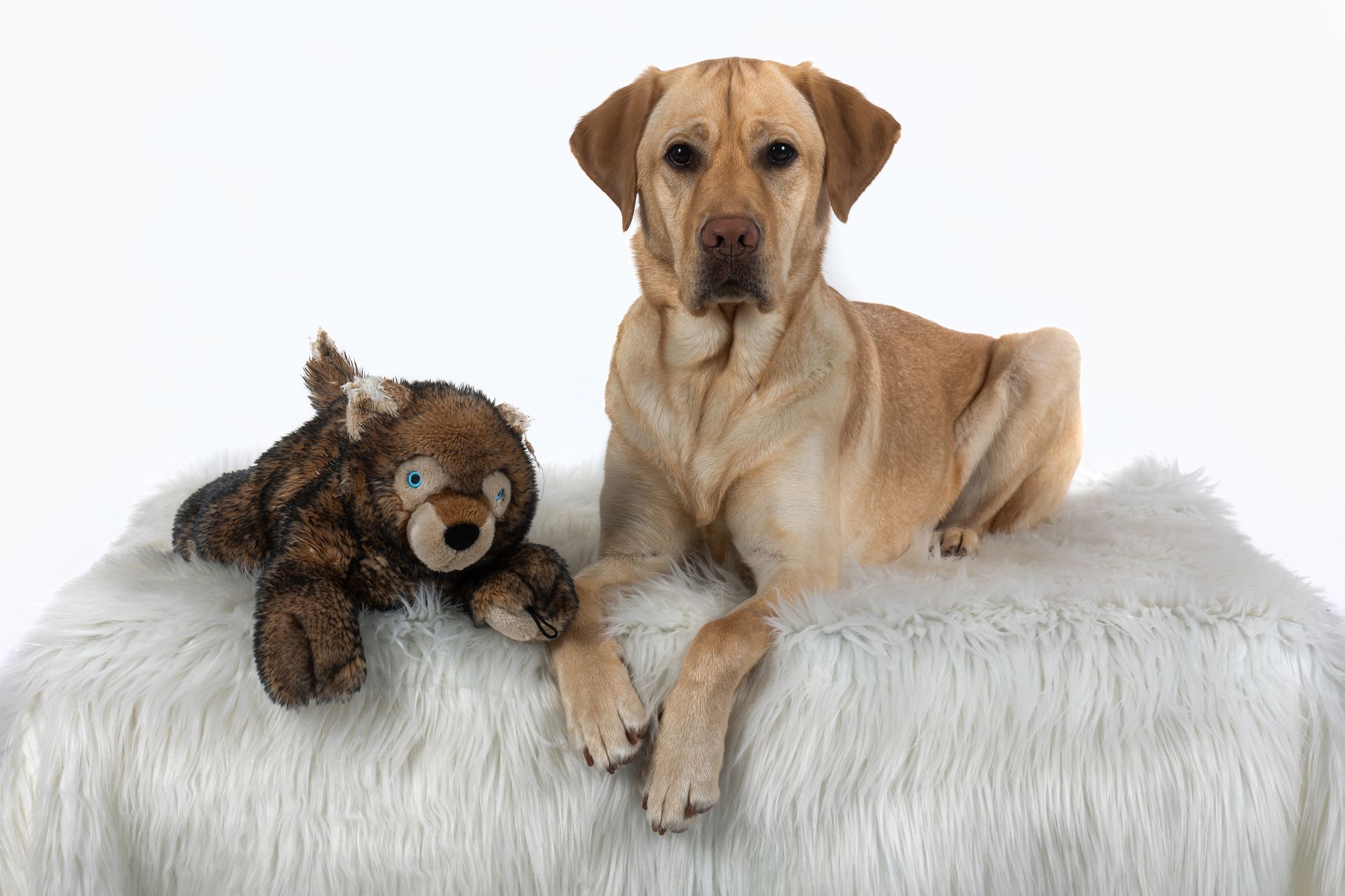 Yellow Lab poses with his worn-out stuffed animal during a studio session in Natick, MA.