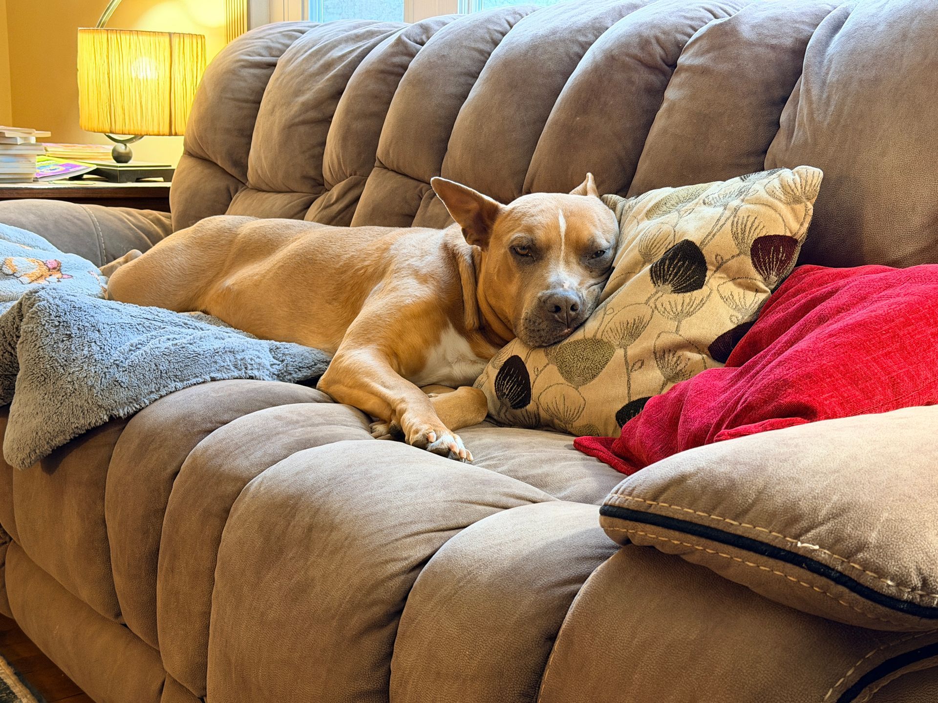 Pitbull laying on a couch avoiding bad weather and rain. 