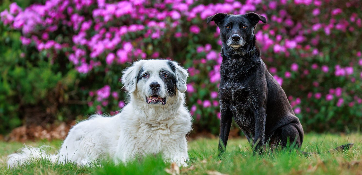 A pair of dogs posing for a photo session in Metrowest Massachusetts during cloudy weather.