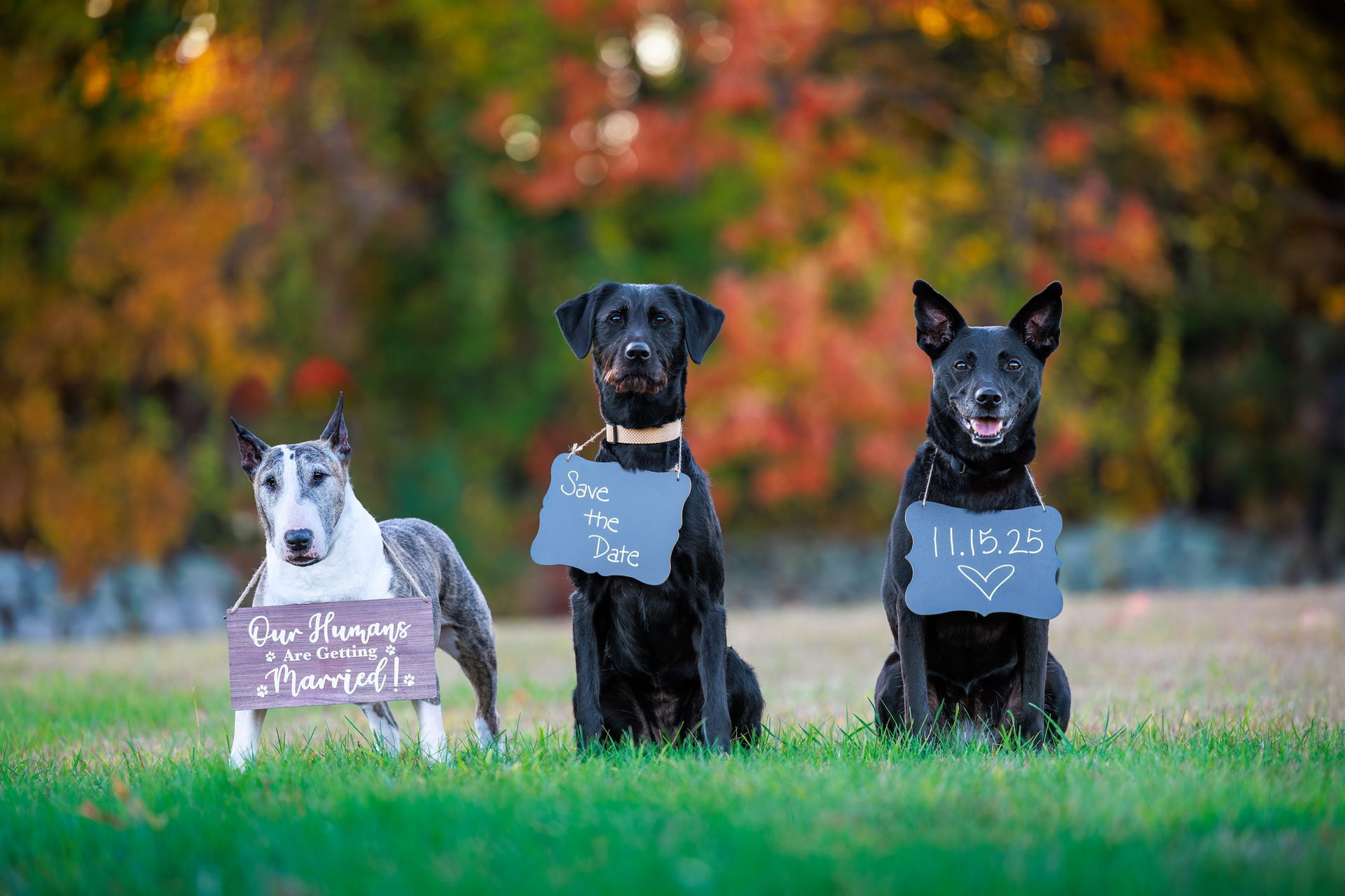 A trio of pups pose for a picture in the fall at Wayside Inn in Sudbury Massachusetts for a wedding announcement.