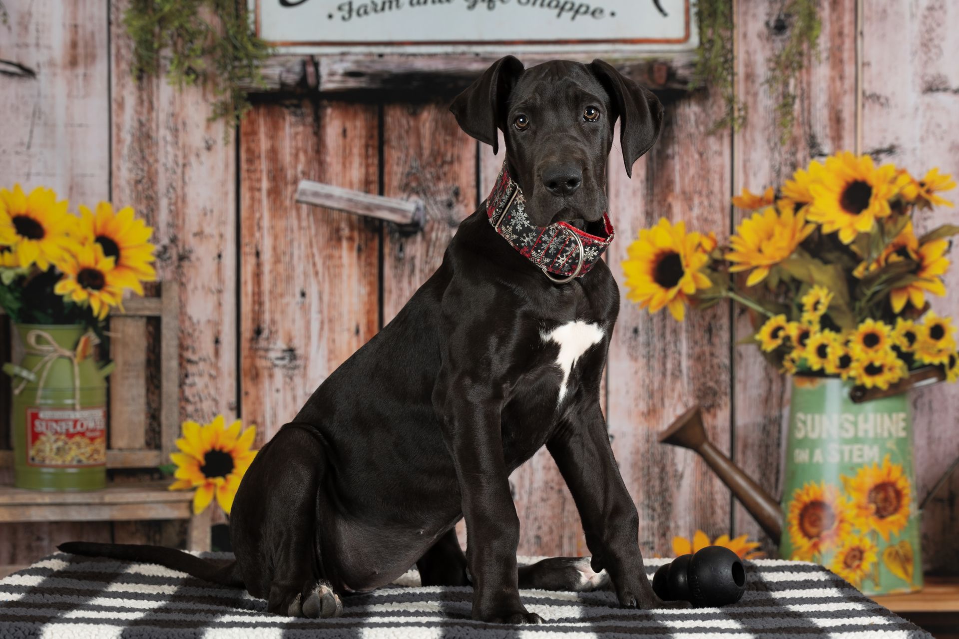 Great Dane puppy posing for dog studio photos with sunflower backdrop.