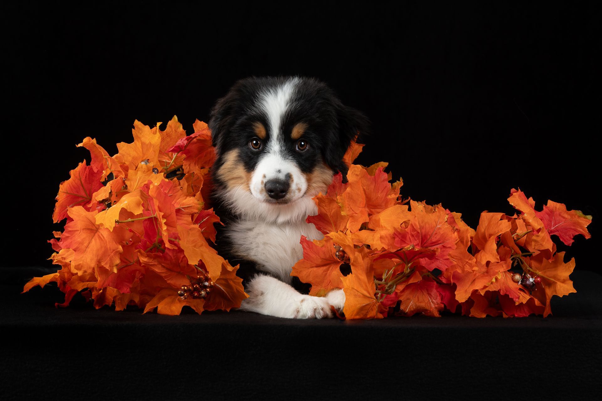 Cute puppy studio photography with fall leaves and black background