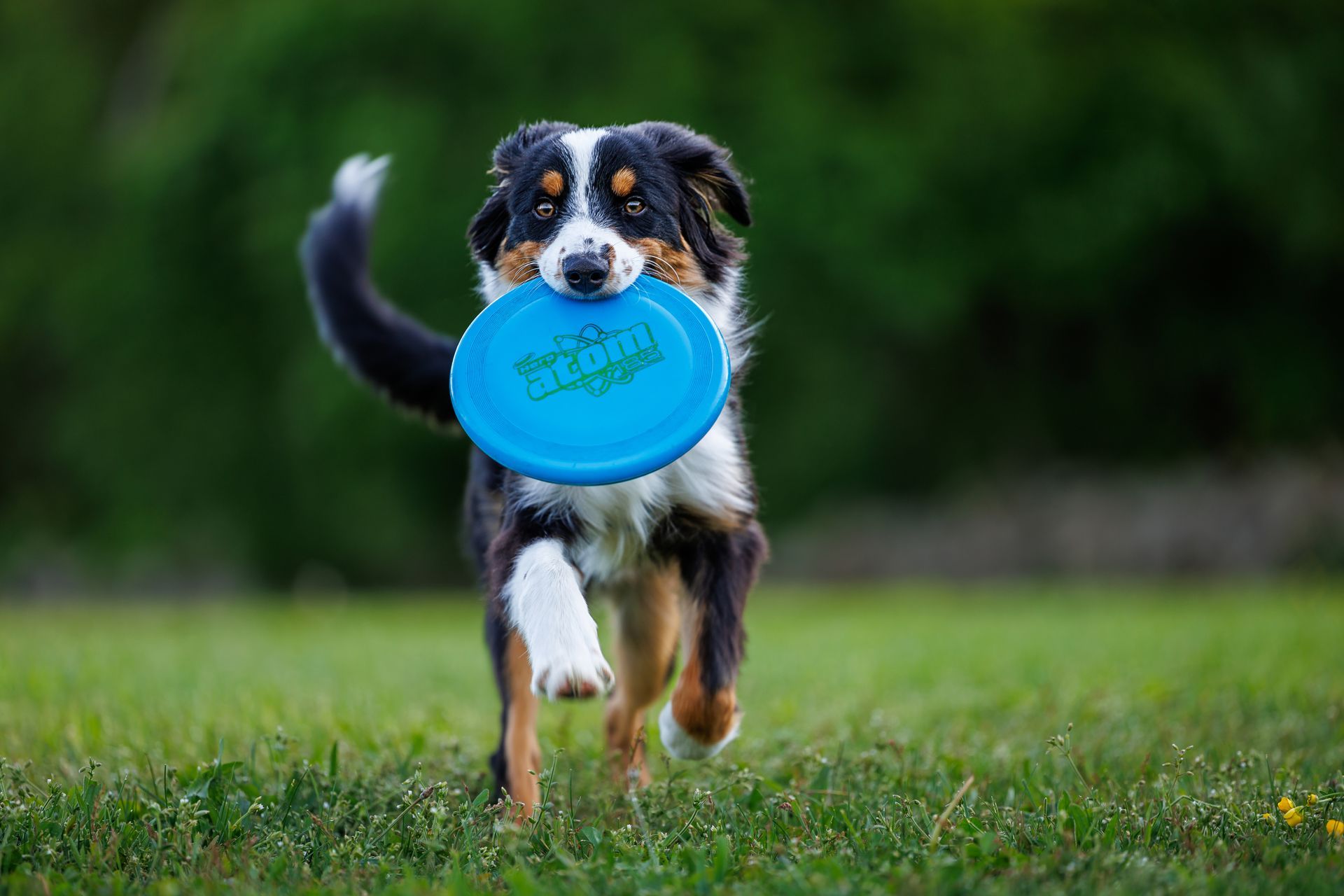 Dog running during an outdoor portrait session in Massachusetts