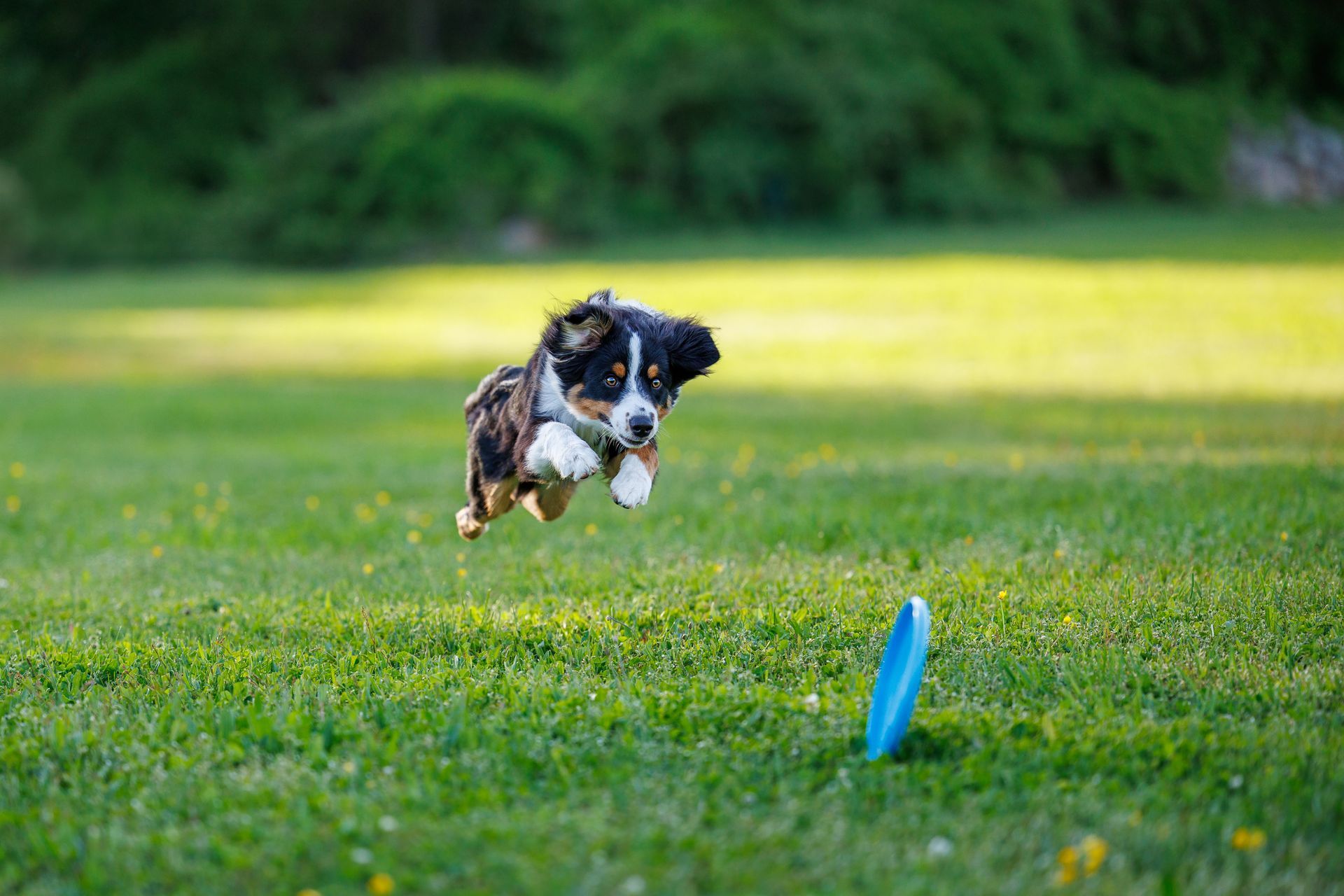 Cute dog running and chasing a frisbee in a large open field during a pet photography session in Massachusetts