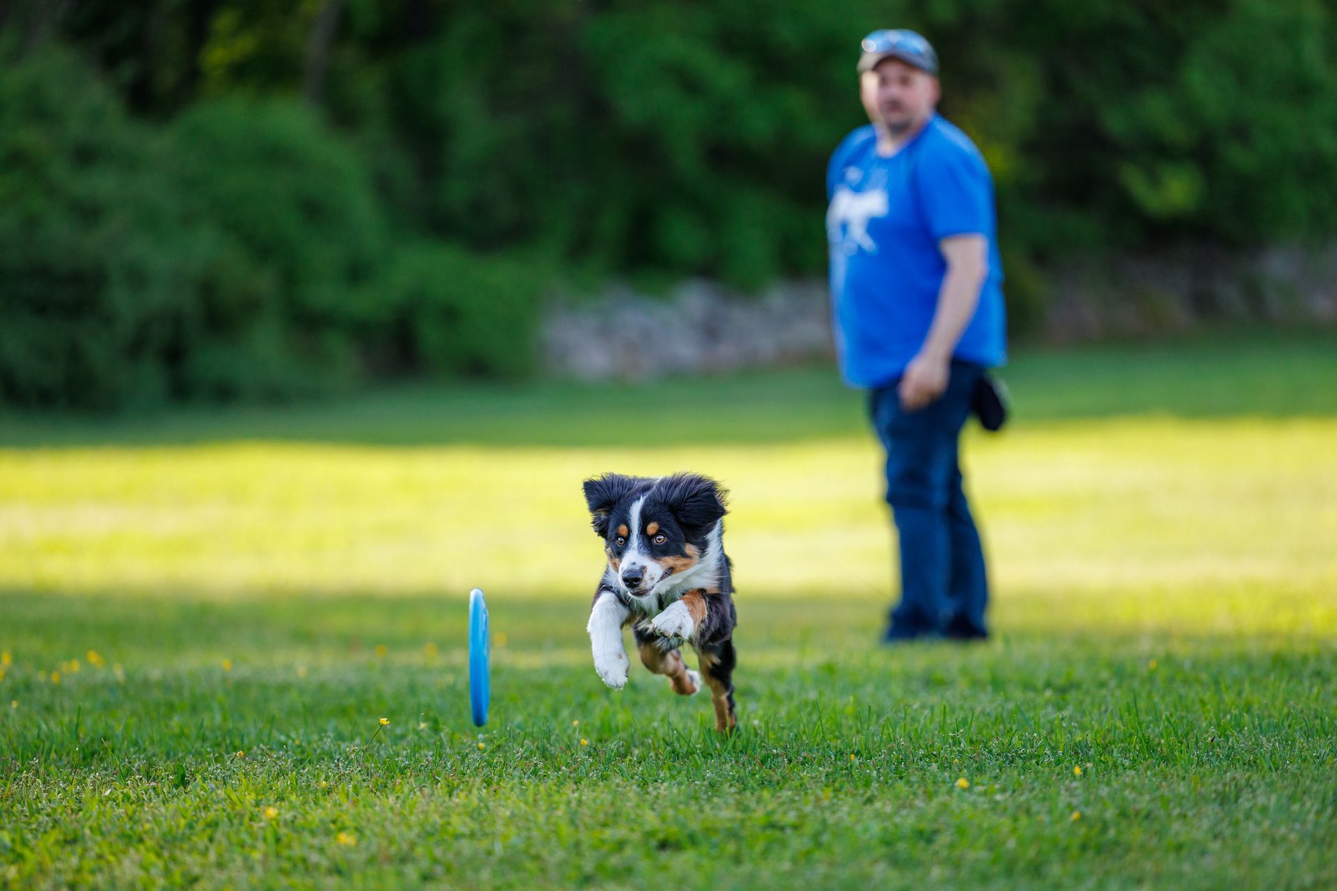 Man plays frisbee with his dog in a field during action photography in Massachusetts.