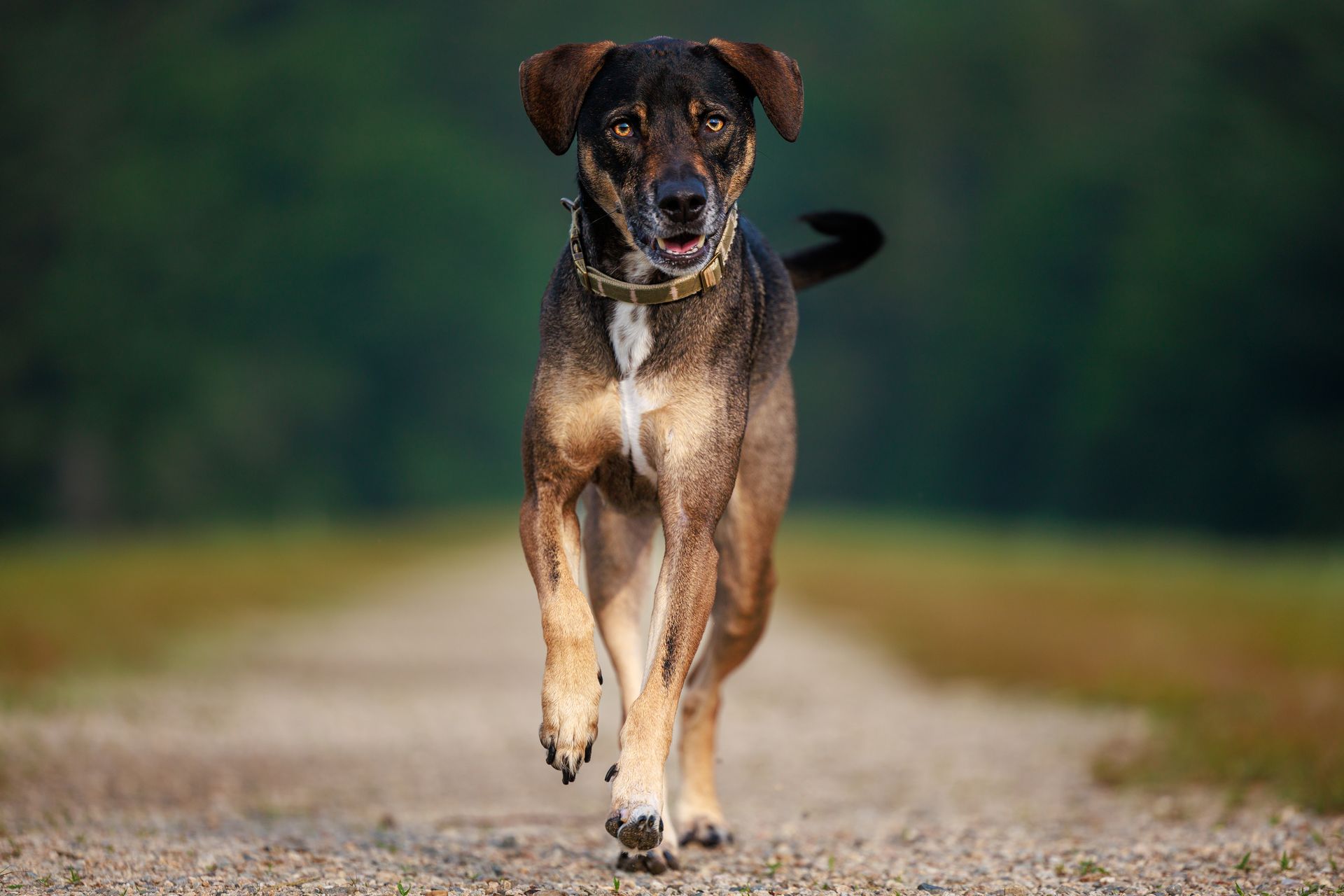 Dog running during a portrait session in metroest Massachusetts