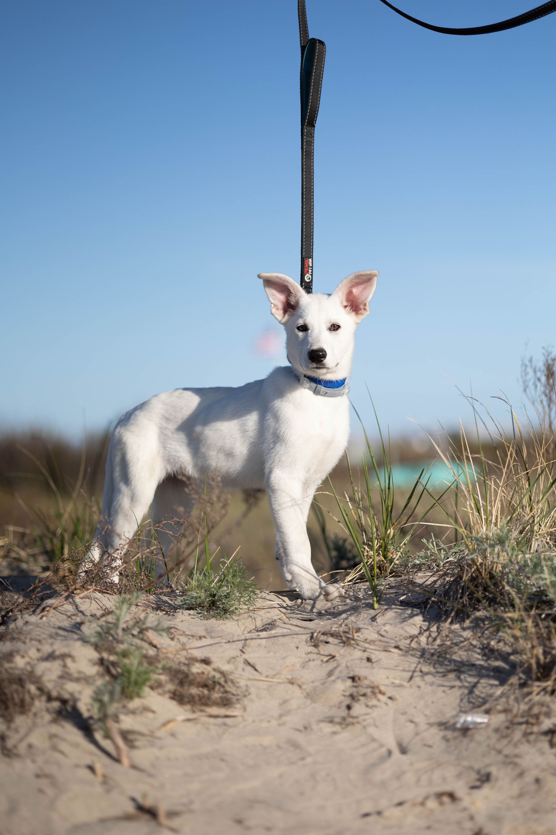 White German Shepherd puppy on the beach before leash was removed in editing.