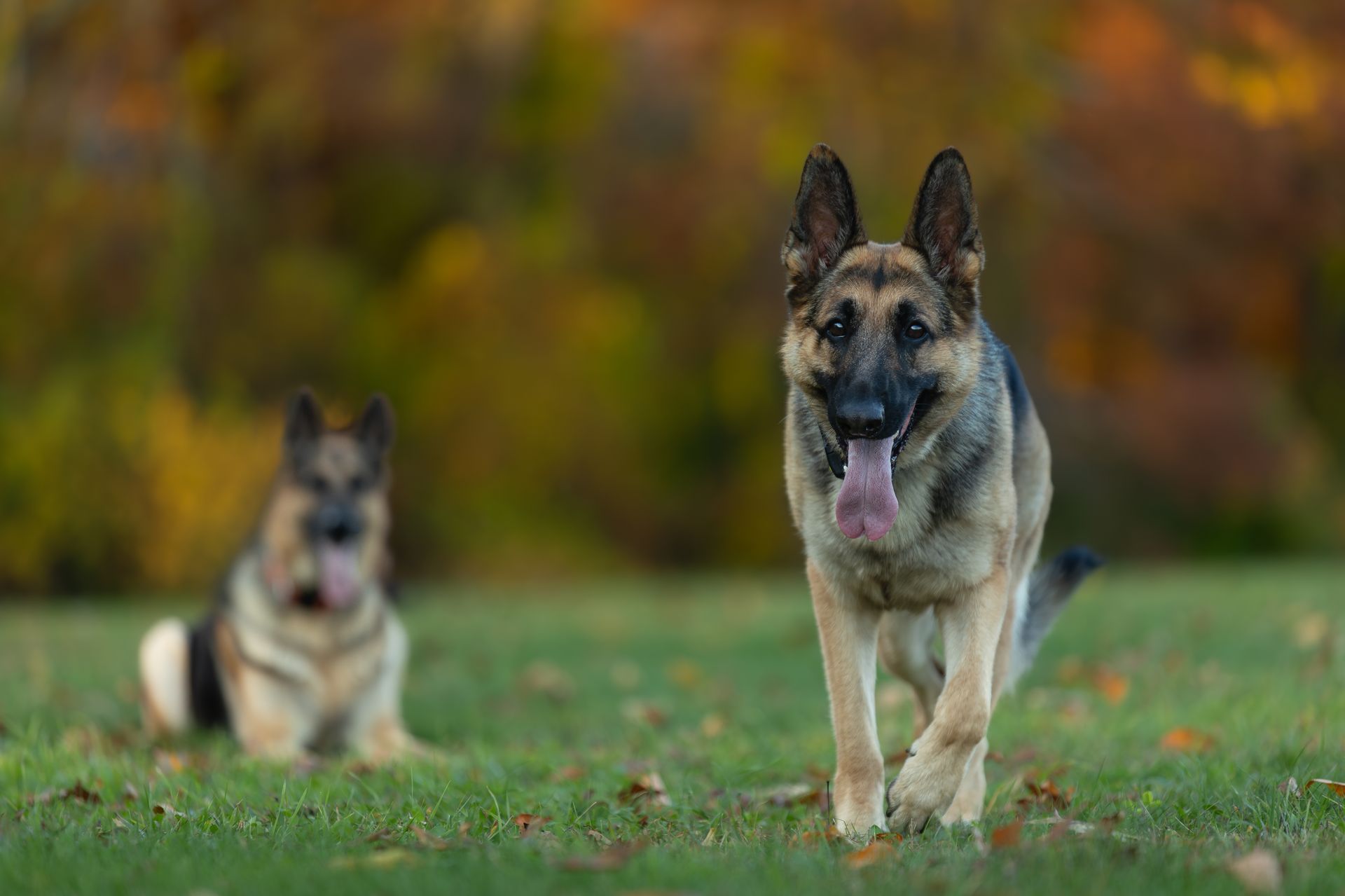Dogs acting naturally during a professional photography session