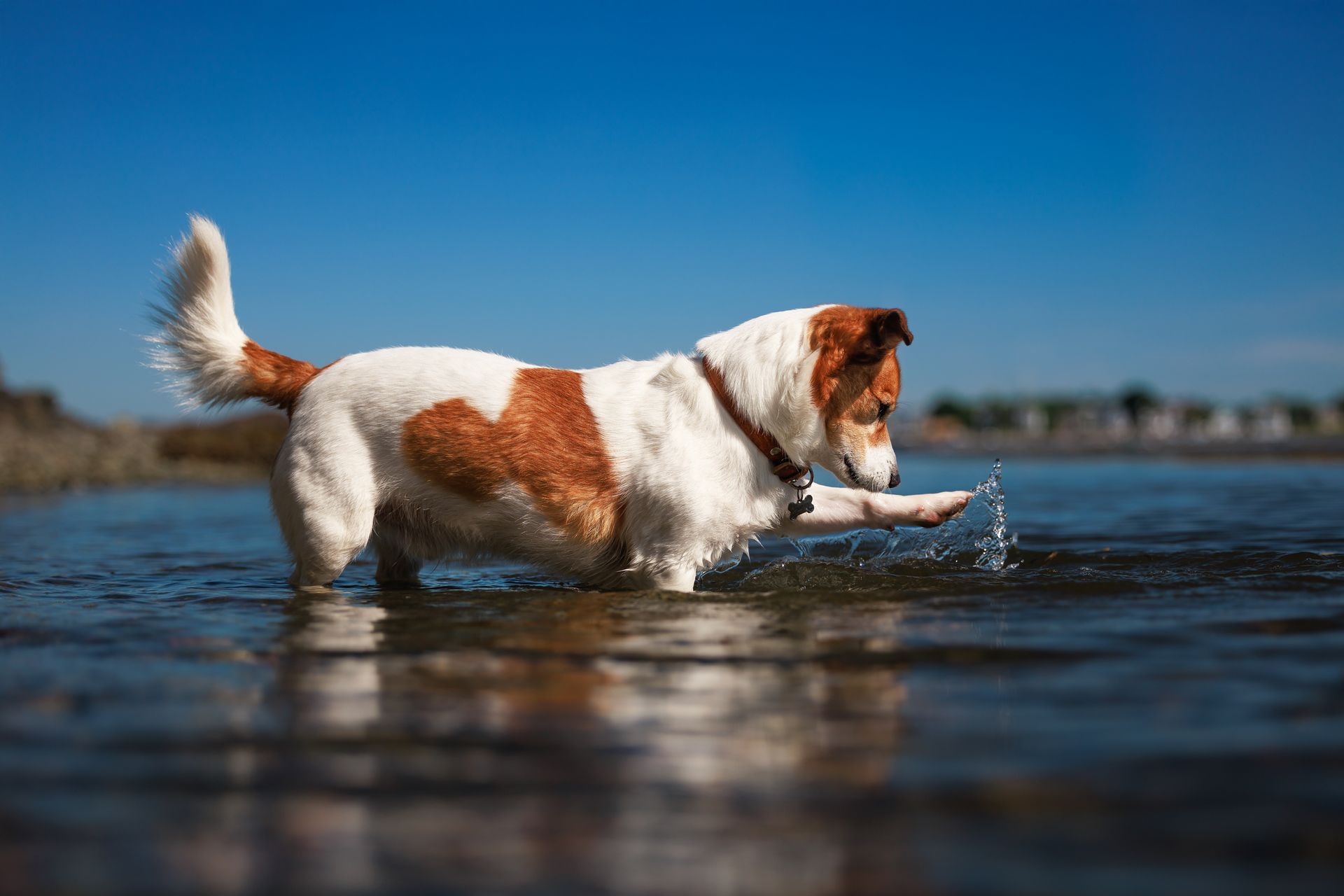 Dog being photographed naturally during an outdoor dog photography session in Massachusetts