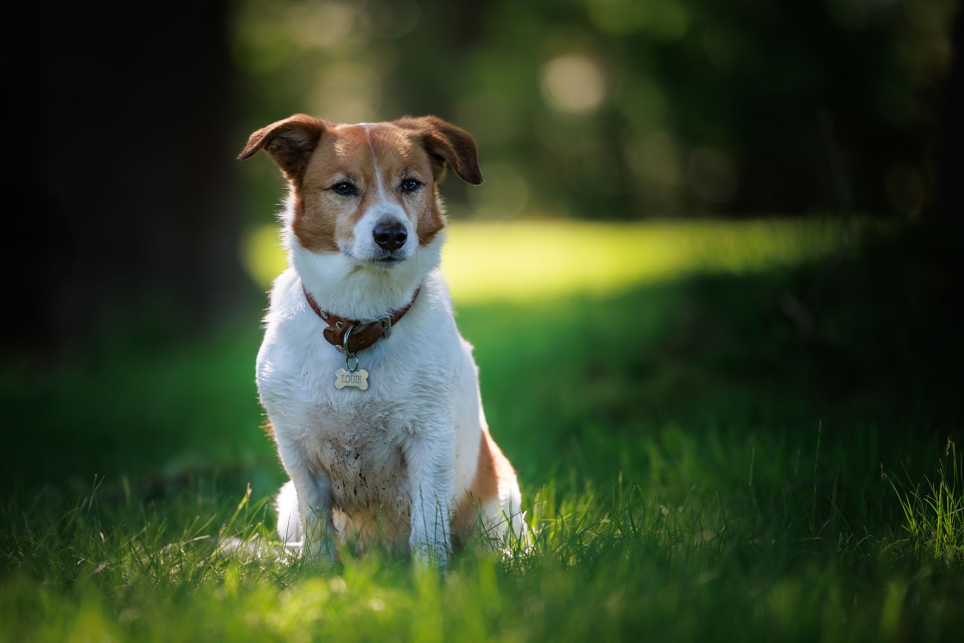 A small dog has some mud on it during a portrait session in Massachusetts.