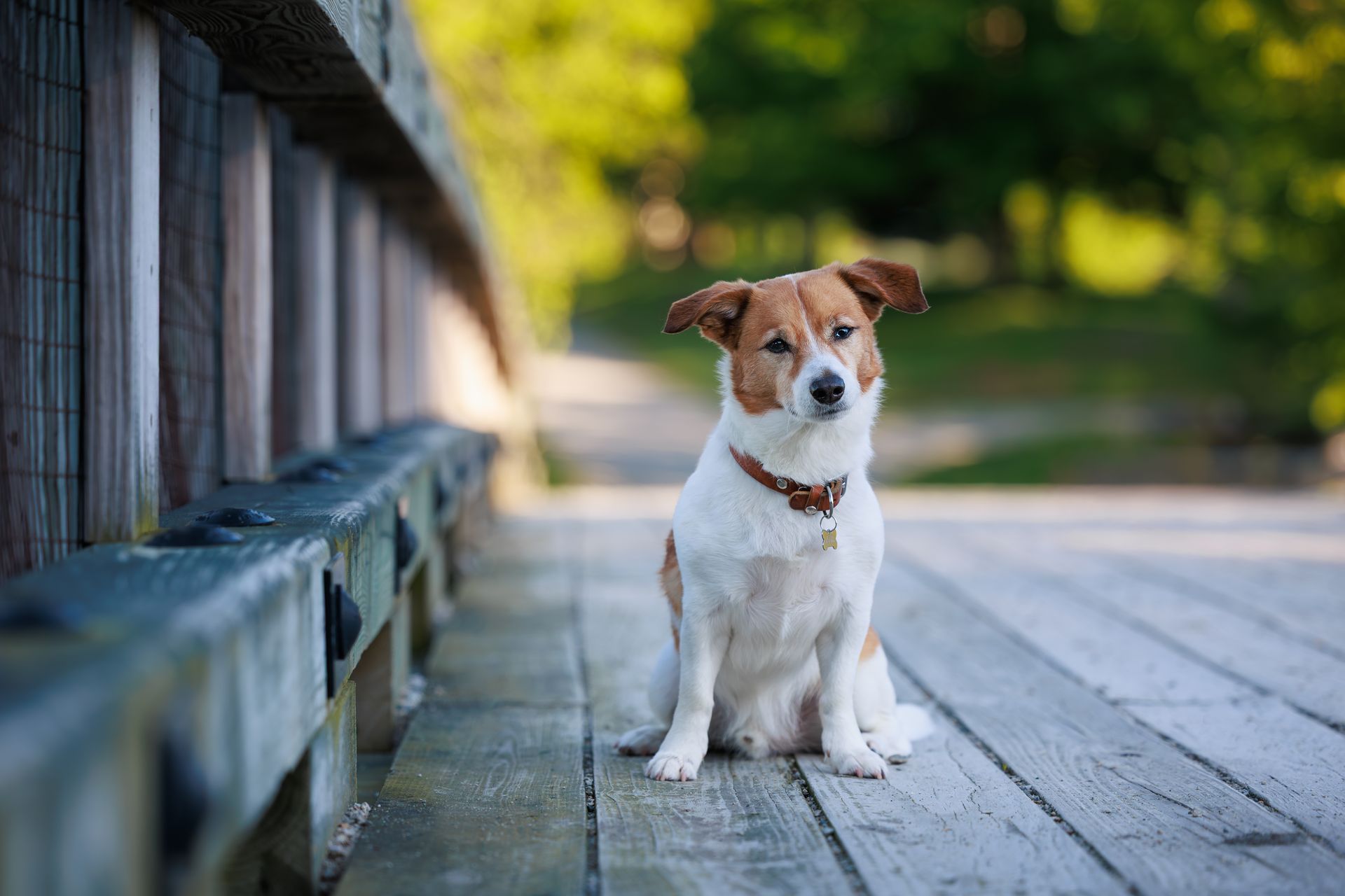 Cute puppy poses for a portrait with a head tilt in Massachusetts.
