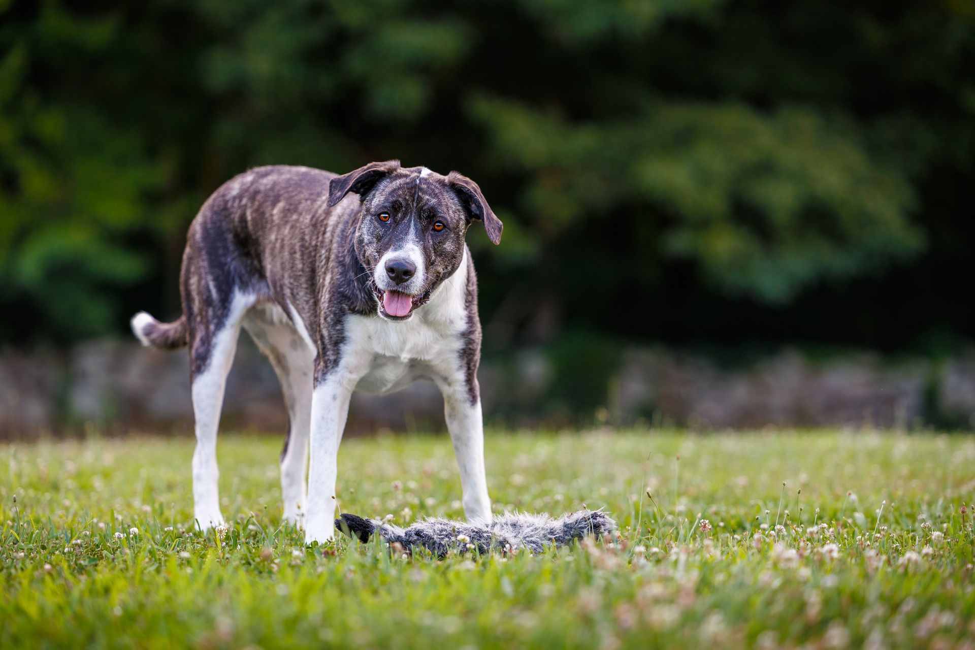 NIcely groomed dog standing in a field during a dog photography session in Metrowest Massachusetts