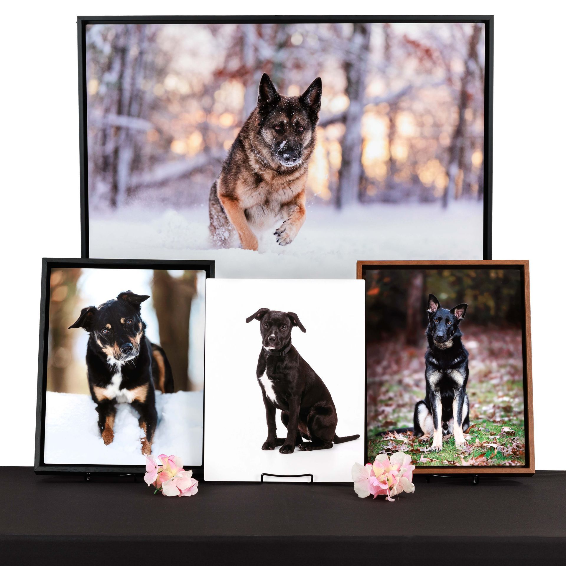 Multiple framed photos of dogs; a snowy winter scene and studio portraits.