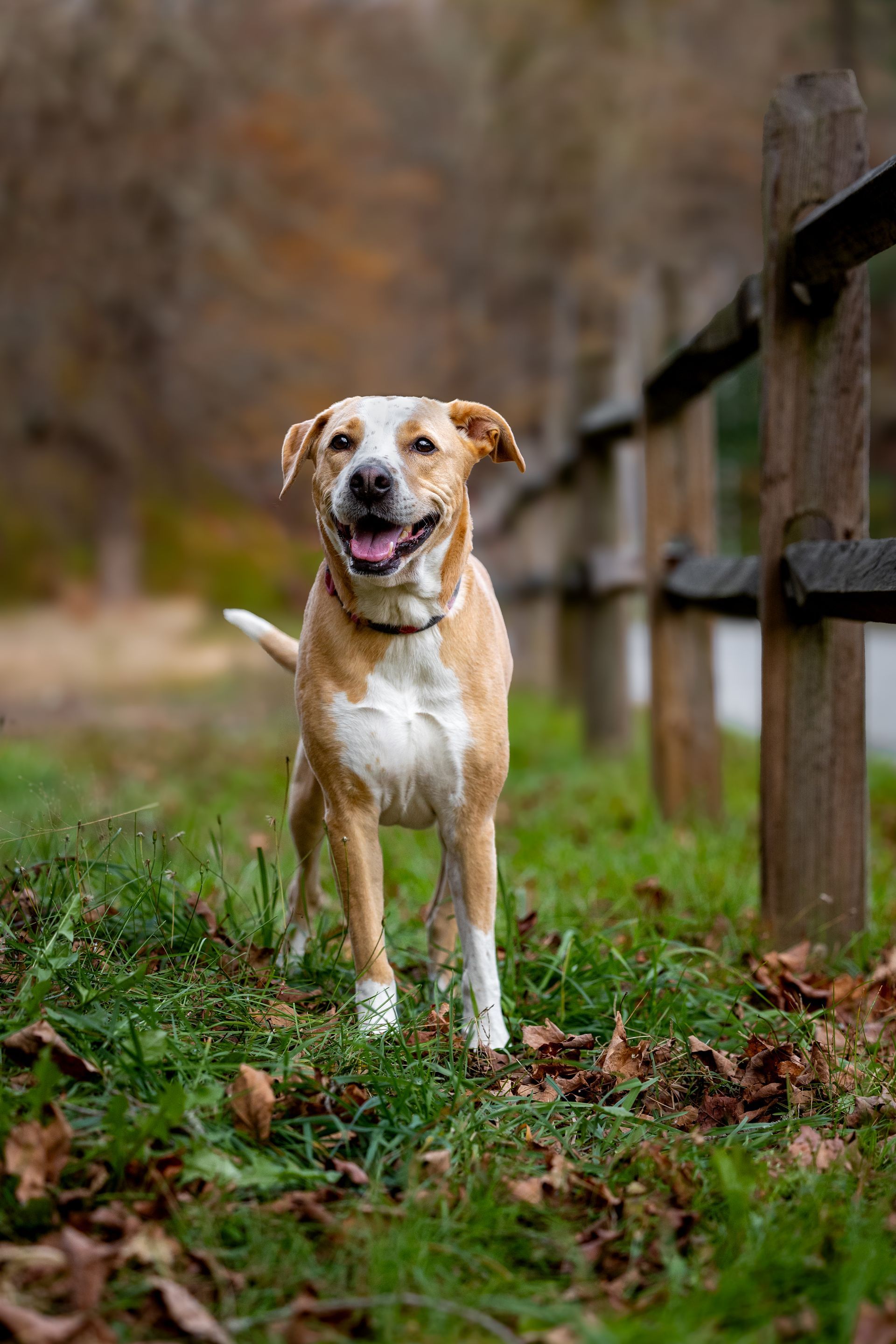 A dog photoshoot during cloudy weather in metrowest Massachusetts.