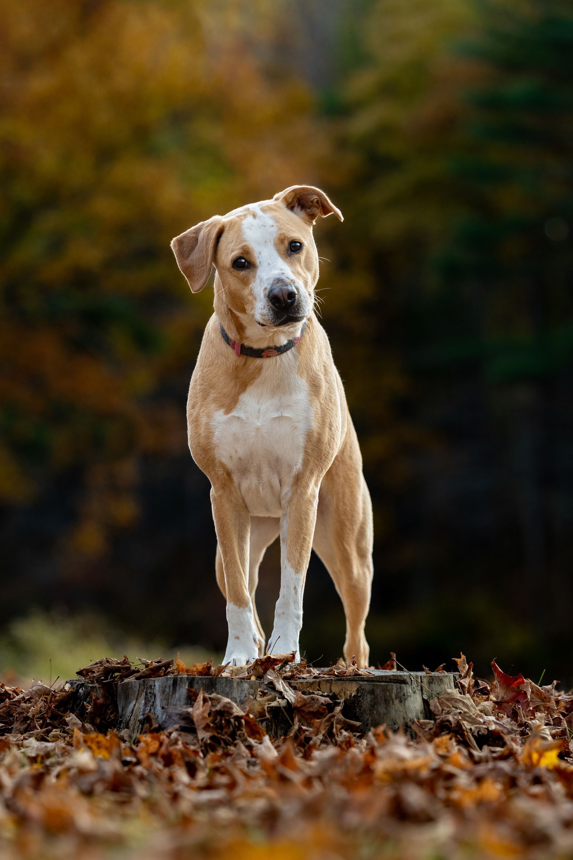 An orange and white dog poses for a fall photo during cloudy weather.