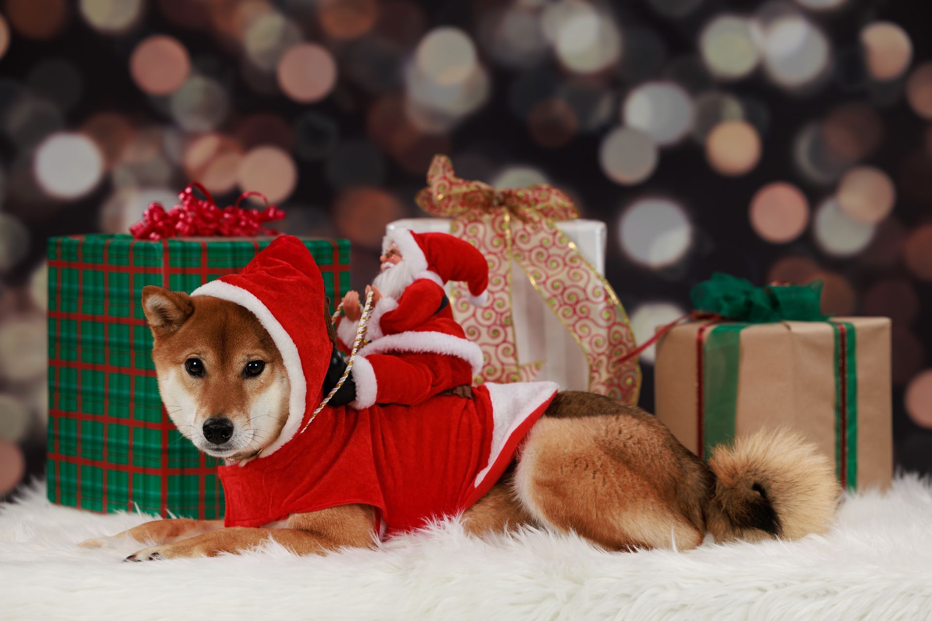 Small dog poses for holiday card photos in a studio in Massachusetts