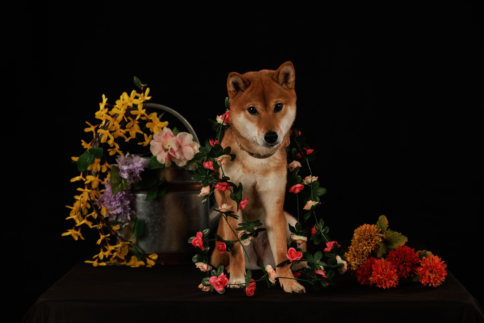 Cute Shiba Inu dog posing for studio portraits during an indoor photo shoot. 