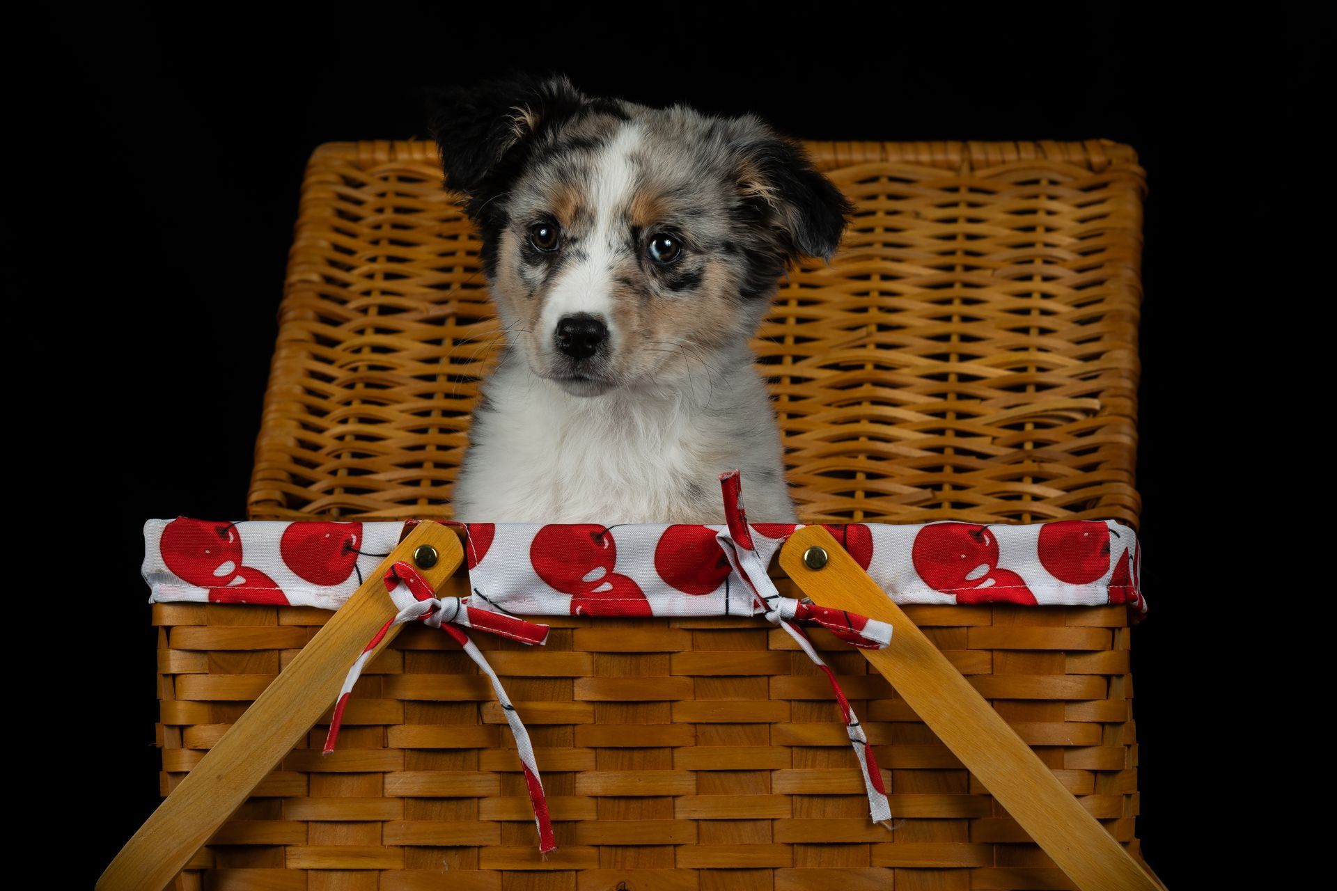 Australian Shepherd puppy sitting inside a picnic basket during professional dog photography 