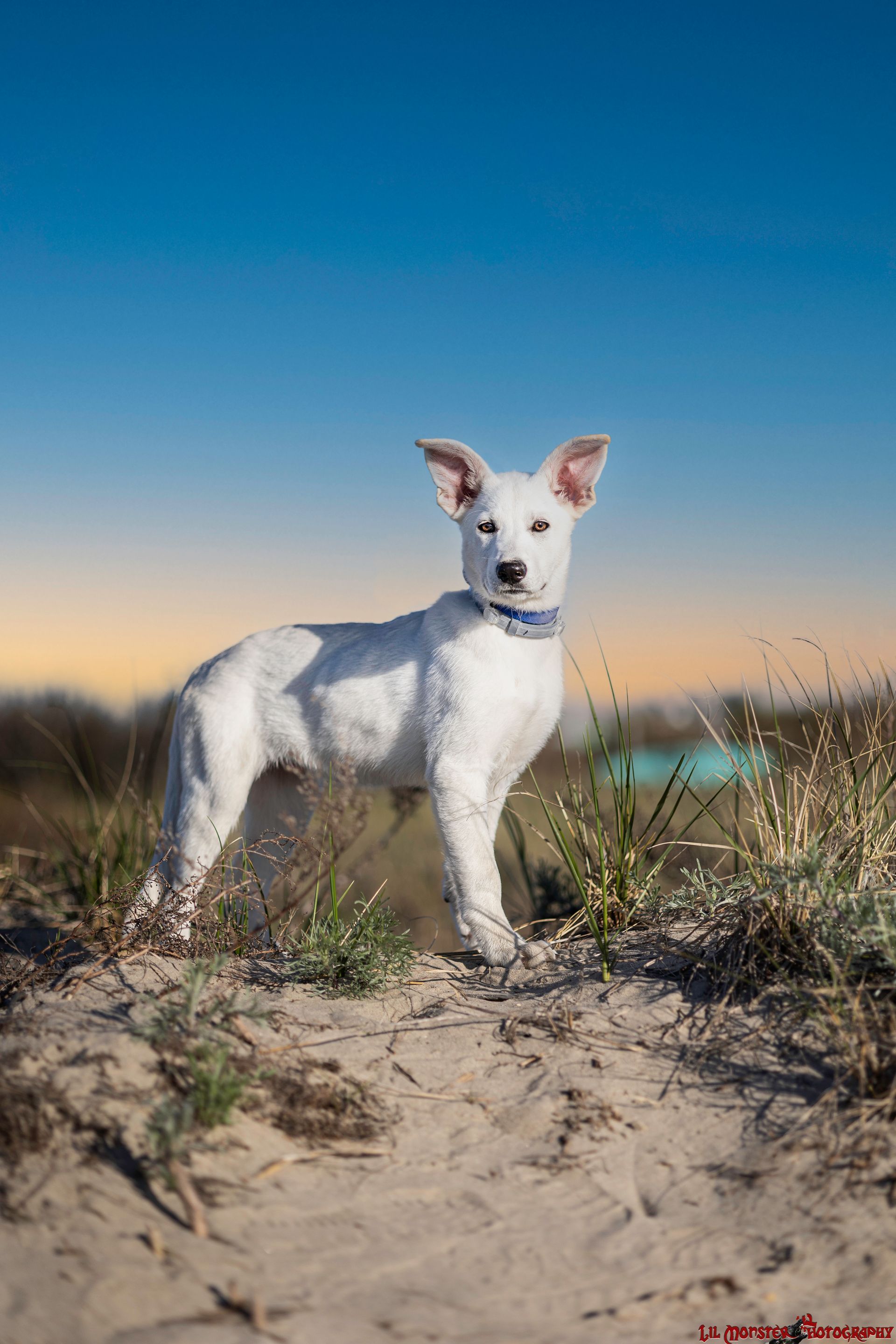 White GSD puppy on the beach after leash was removed in editing.