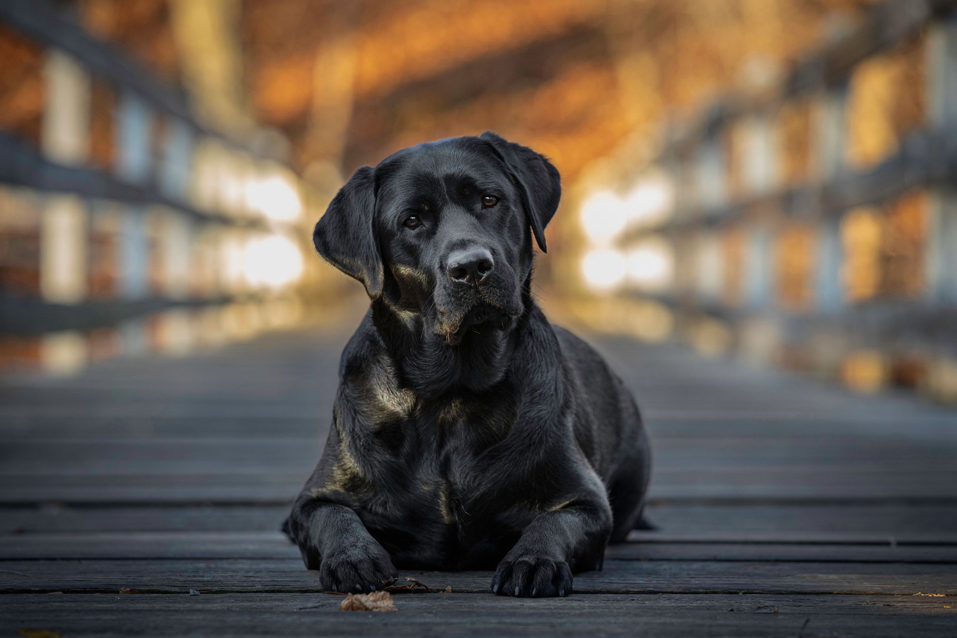 Black Labrador photographed outdoors on a wooden bridge during a dog photography session in Massachusetts