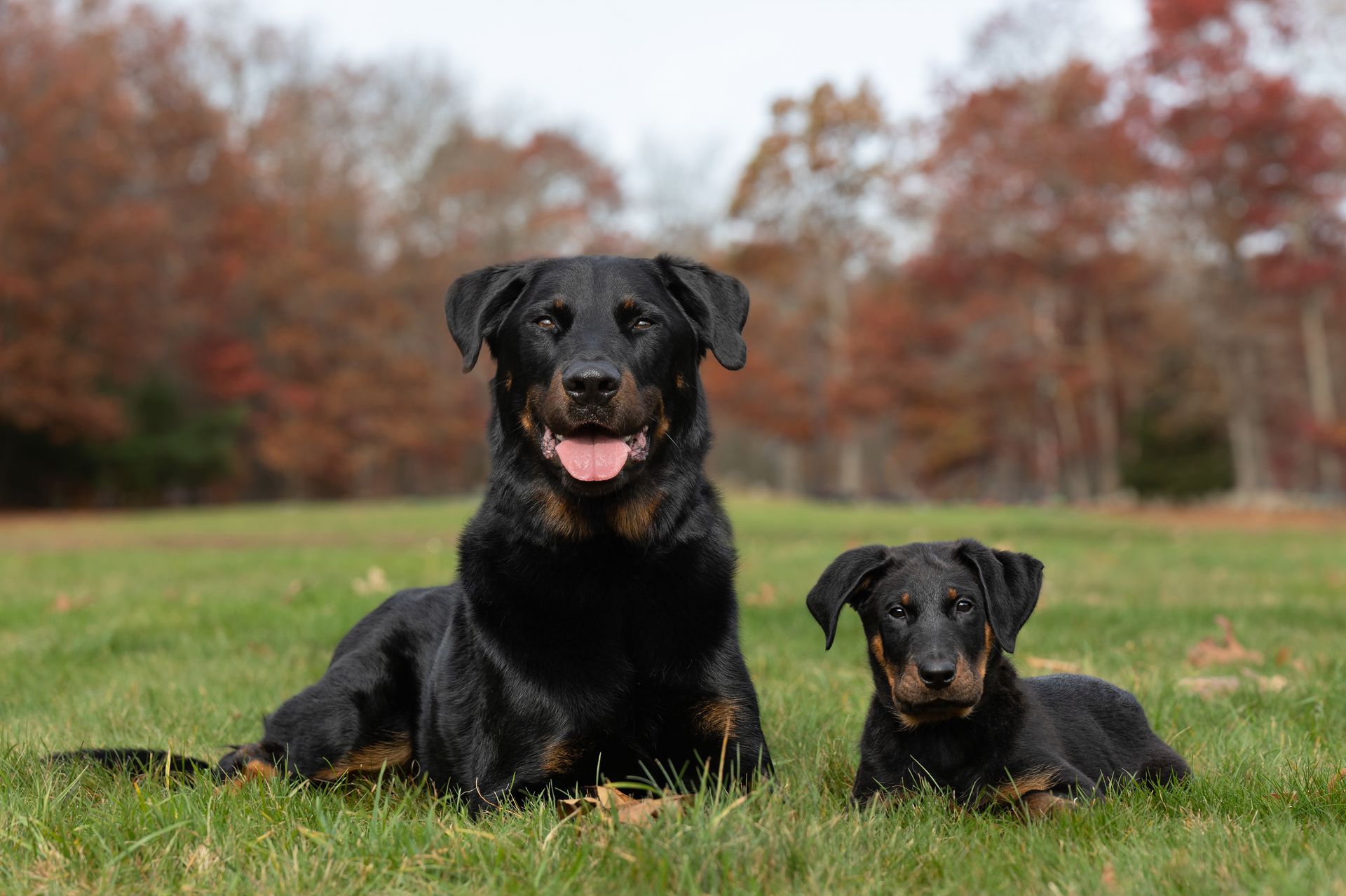 Older and younger dogs photographed together during a dog photography session