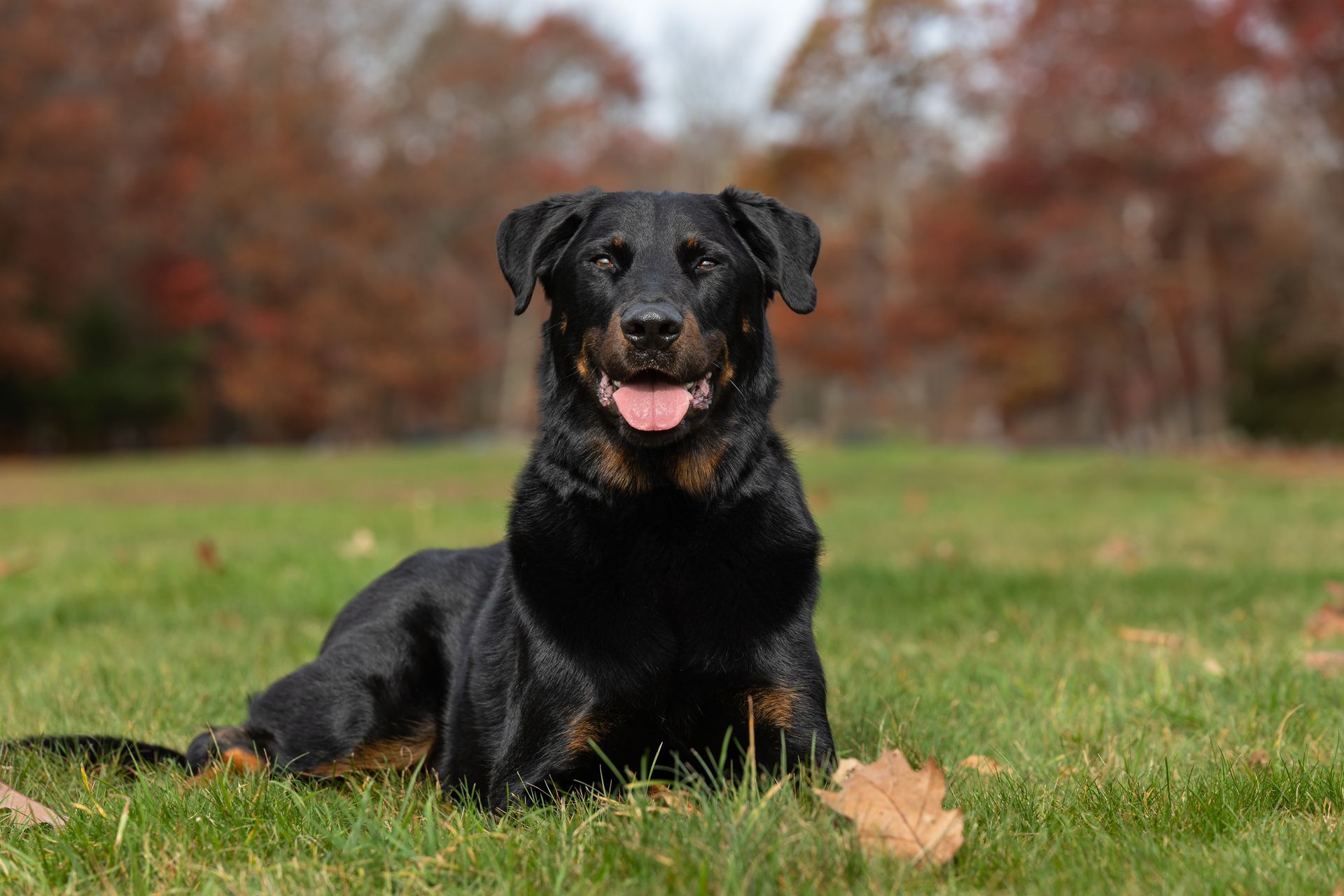 Individual dog portrait created during a multiple dog photography session
