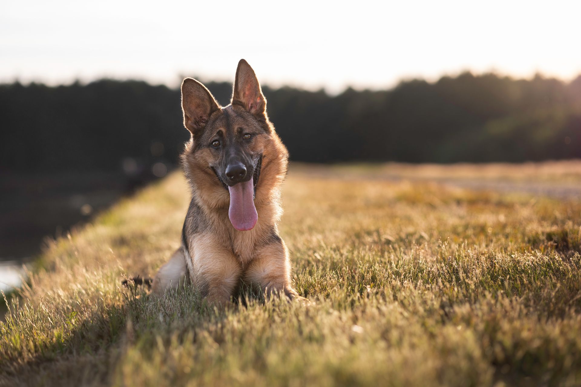 German Shepherd poses in warm light with no leash in metrowest Massachusetts