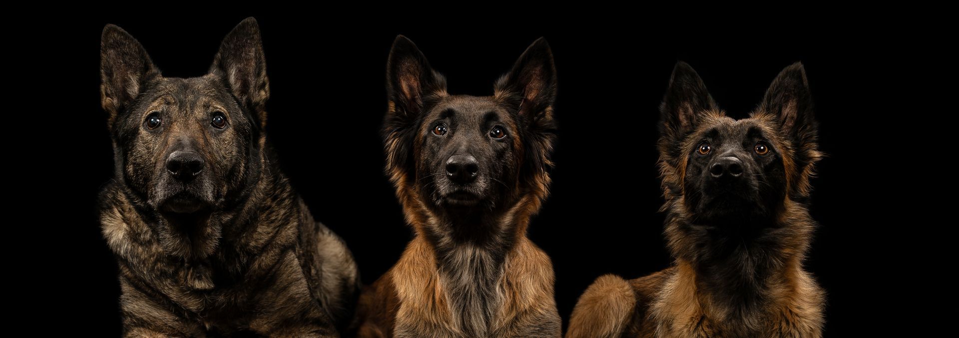 Several dogs posing together during an indoor dog photography session