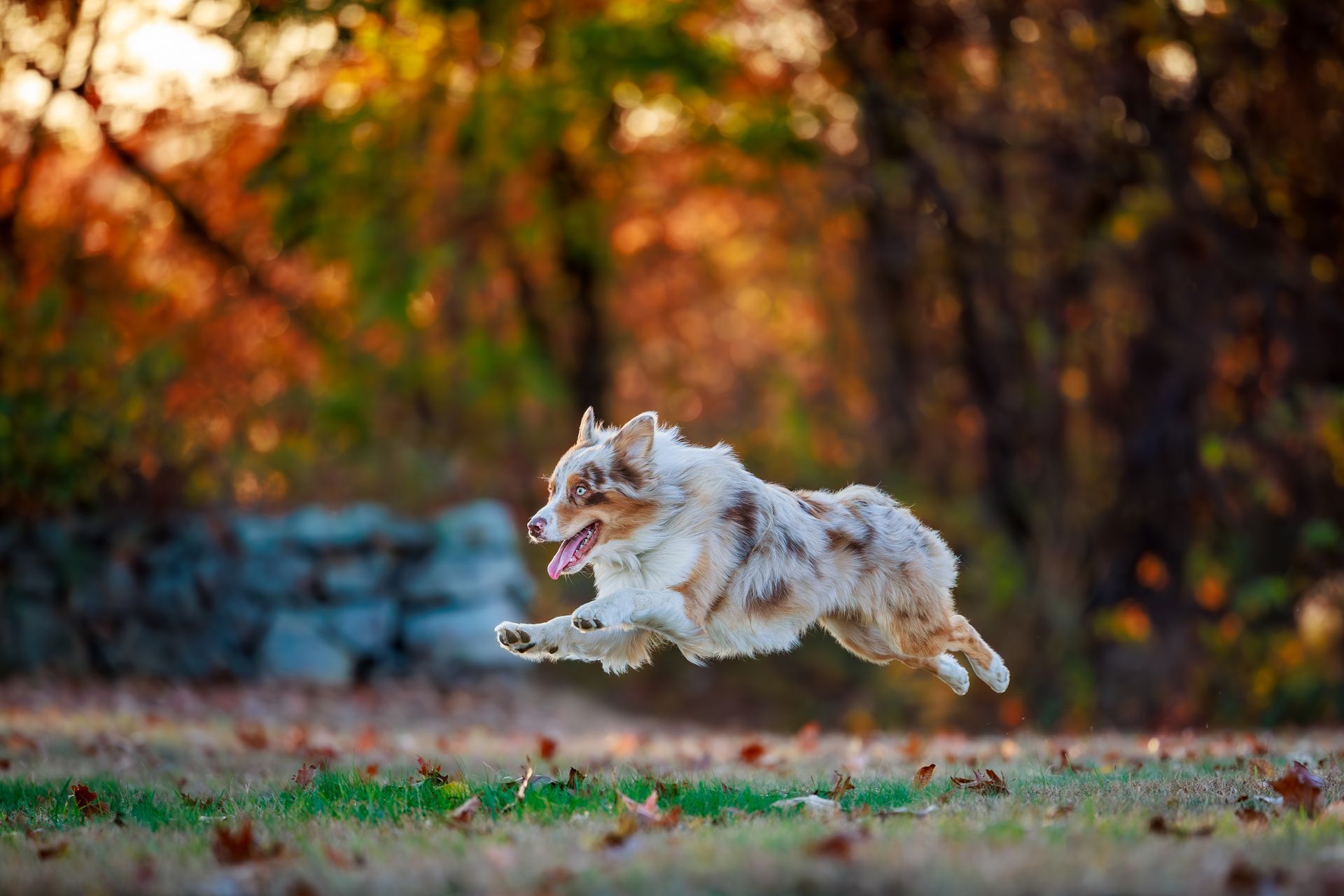 Australian Shepherd running and jumping during action photography dog session in Massachusetts during the fall.