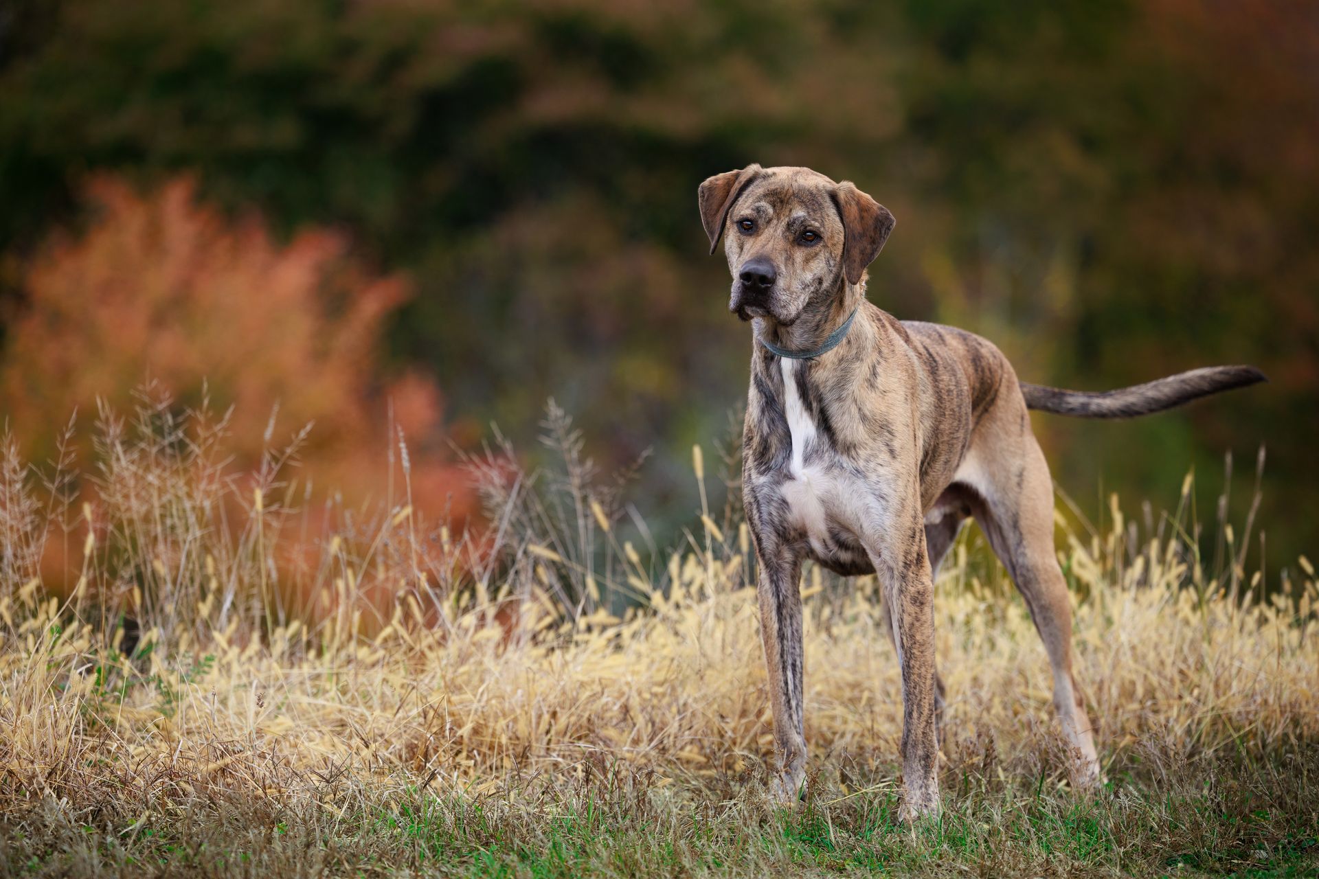 Mixed breed dog standing in long grass during a fall dog photo session in Massachusetts