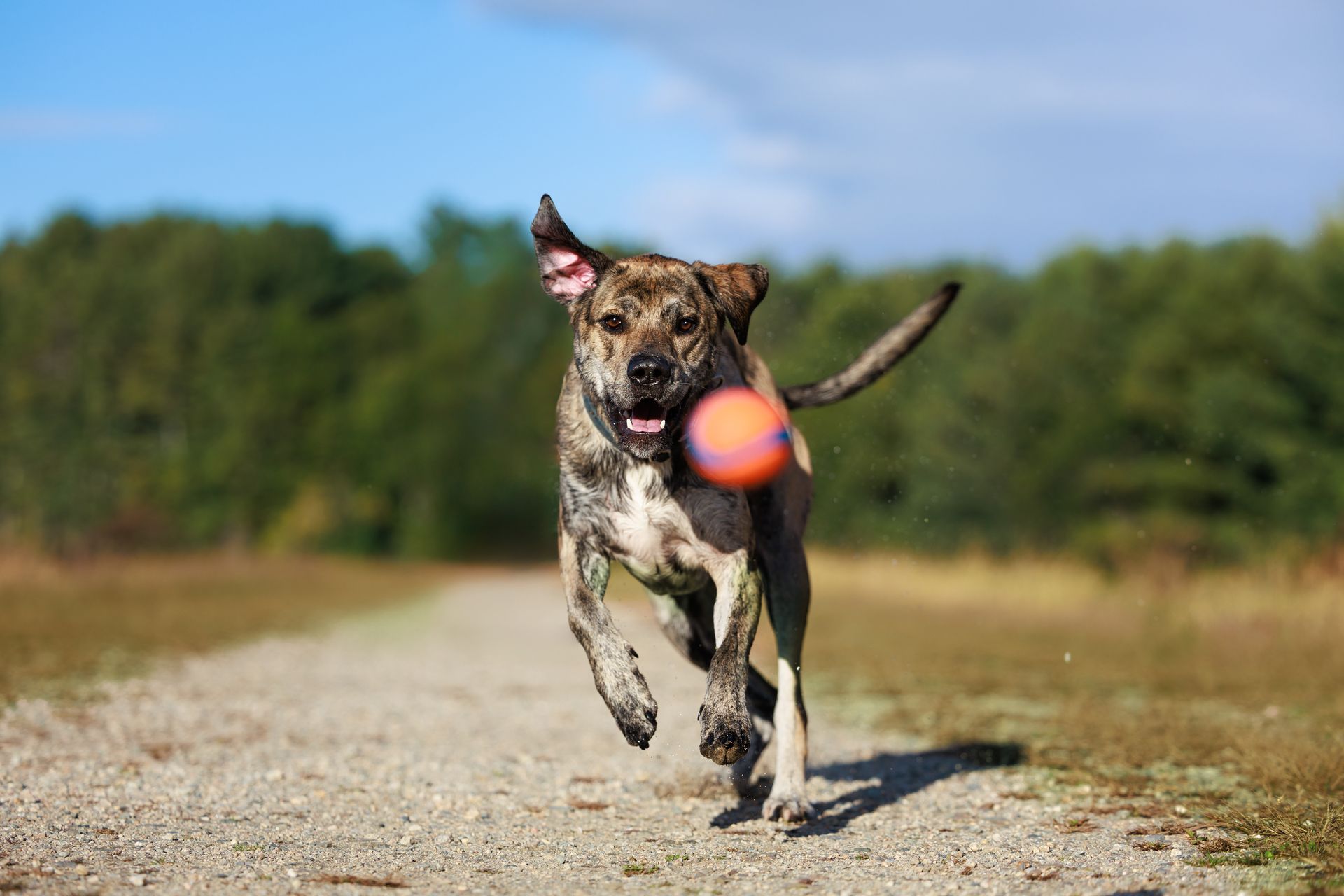 Mixed breed dog chasing a ball for some action photos during a pet portrait session in Massachusetts. 