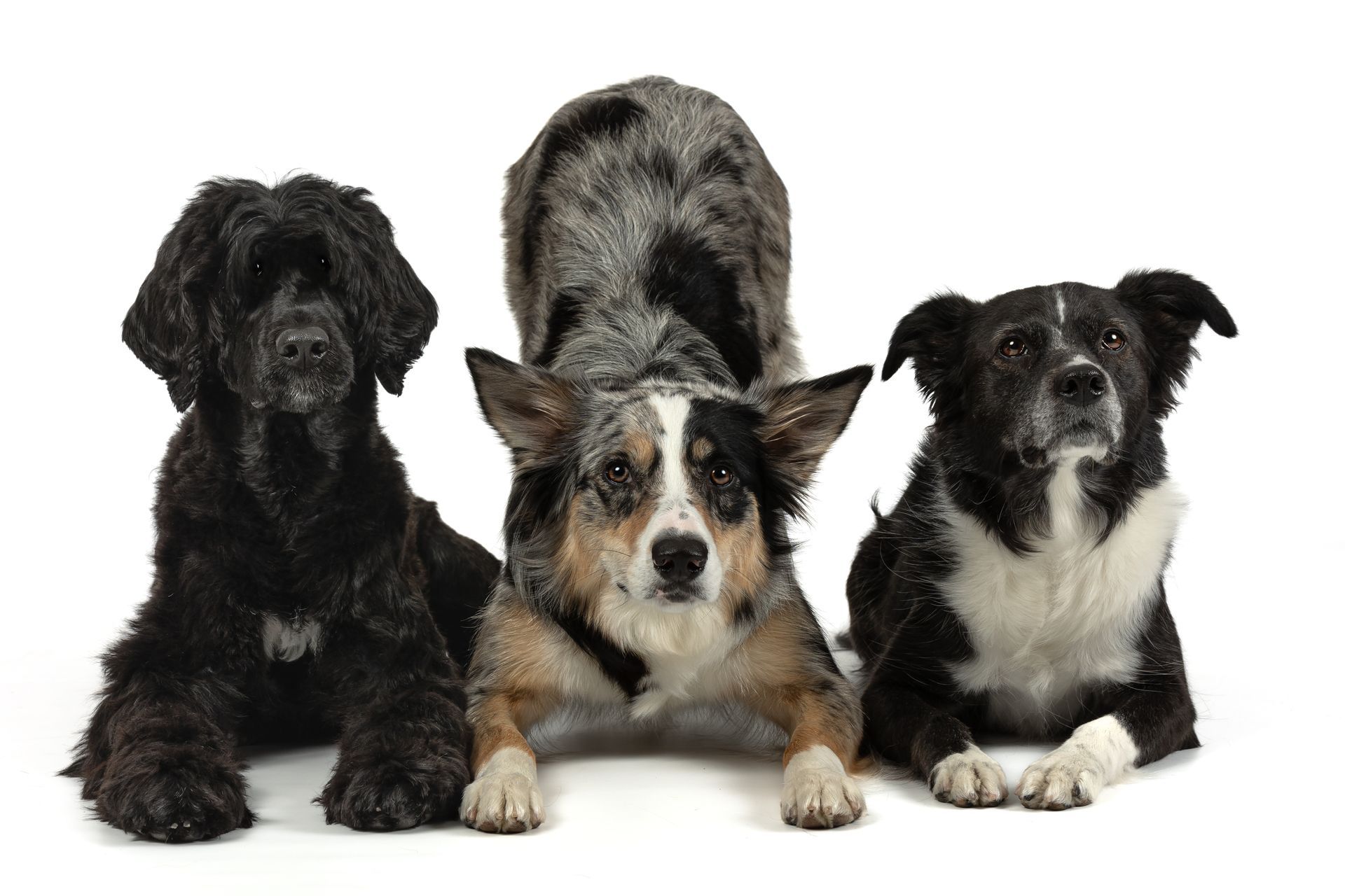Three dogs with different personalities photographed during the same dog photography session