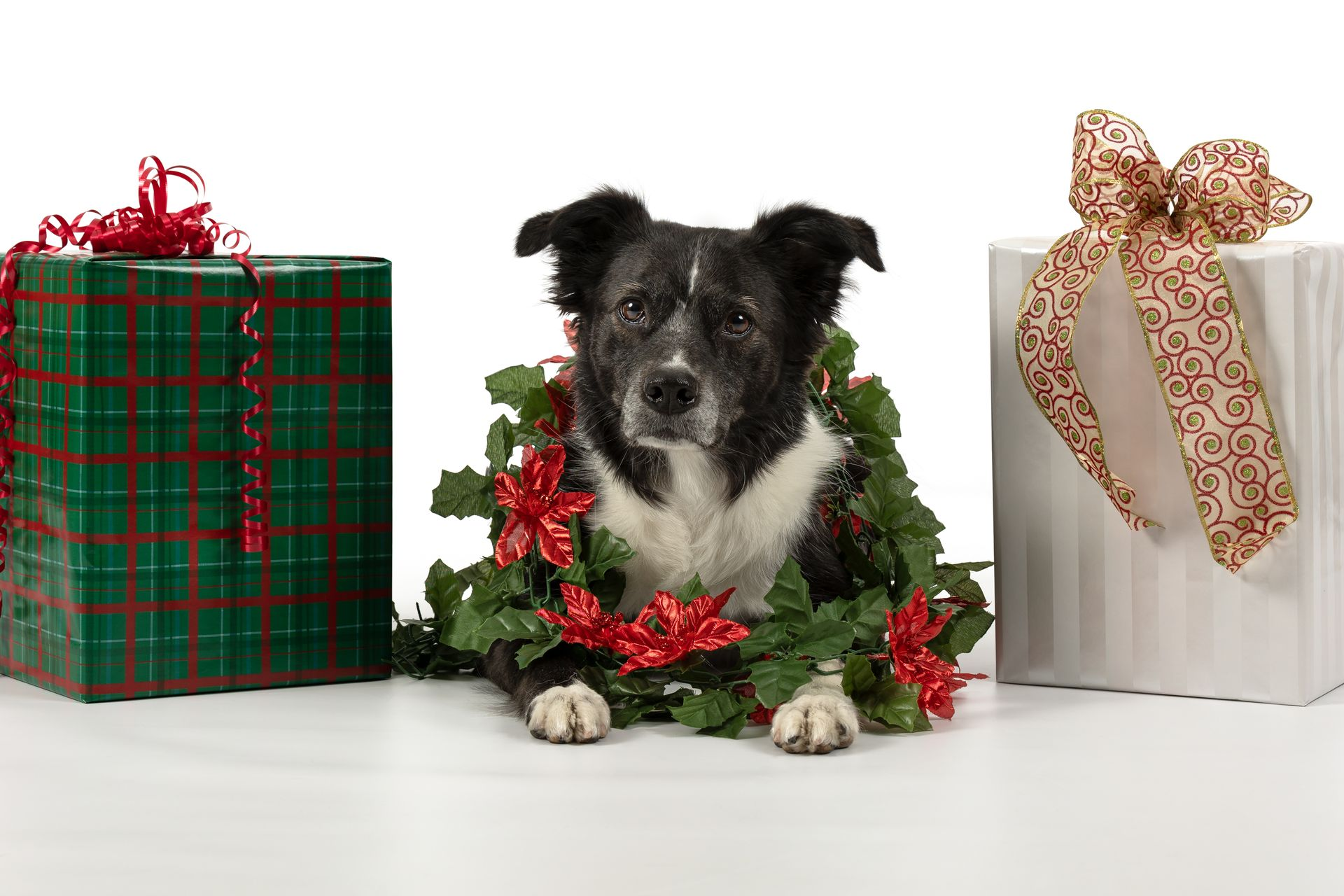 Black and white dog poses between holiday presents in a holiday-themed studio session.