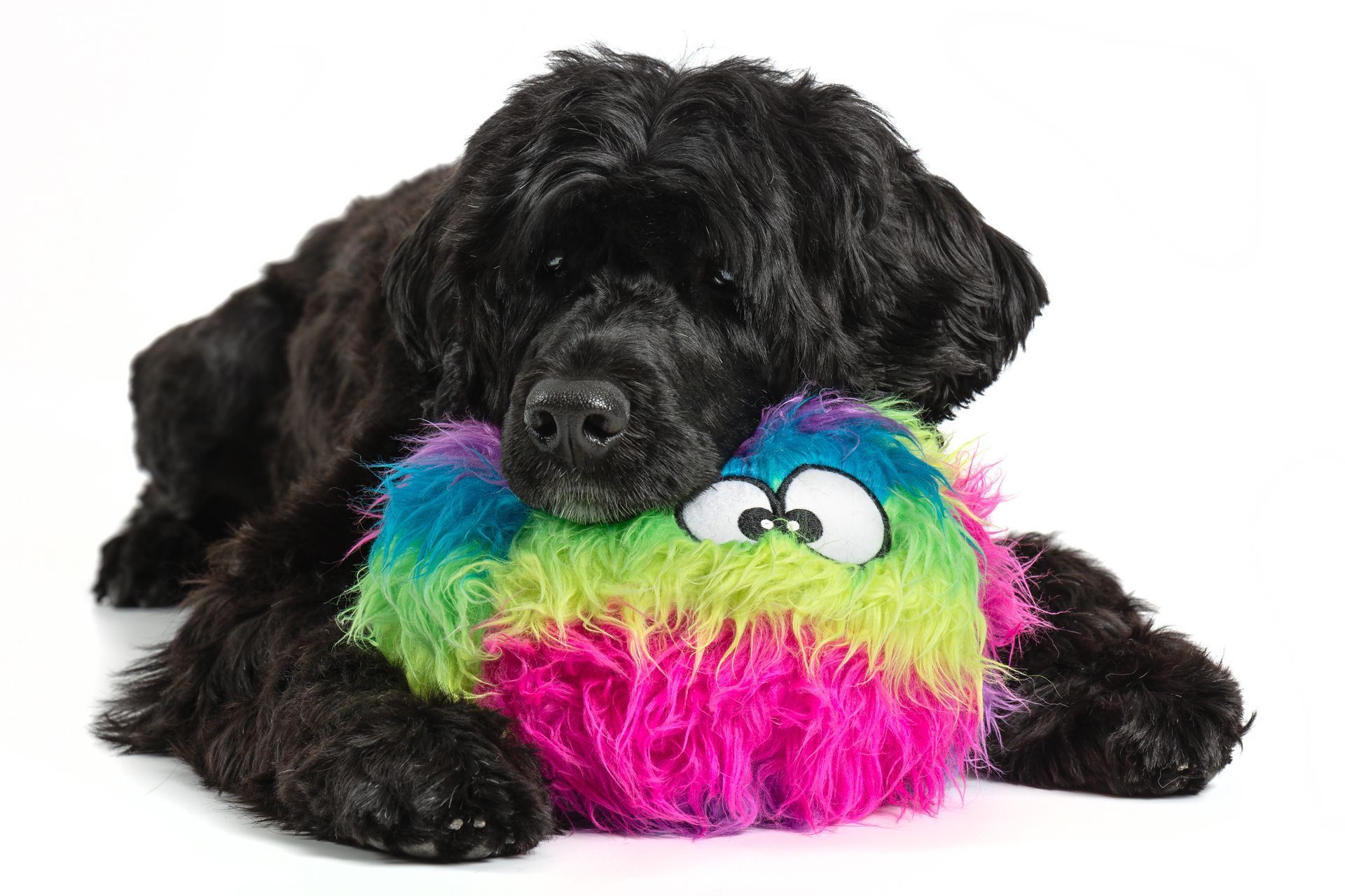 A Portuguese Water Dog resting her head on her favorite toy during a studio session in Natick, MA.