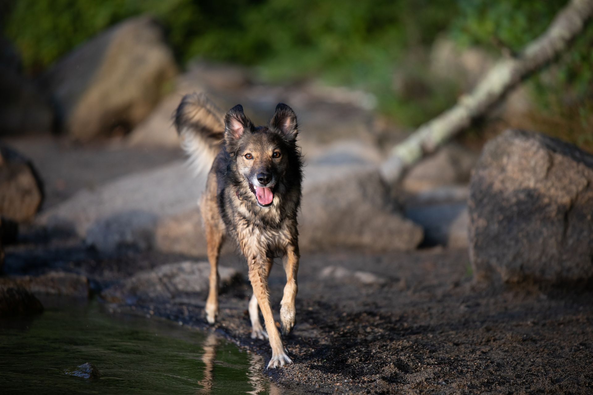 Mixed breed dog running along the shore after swimming during a summertime dog photo session in Massachusetts at Ashland State Park.