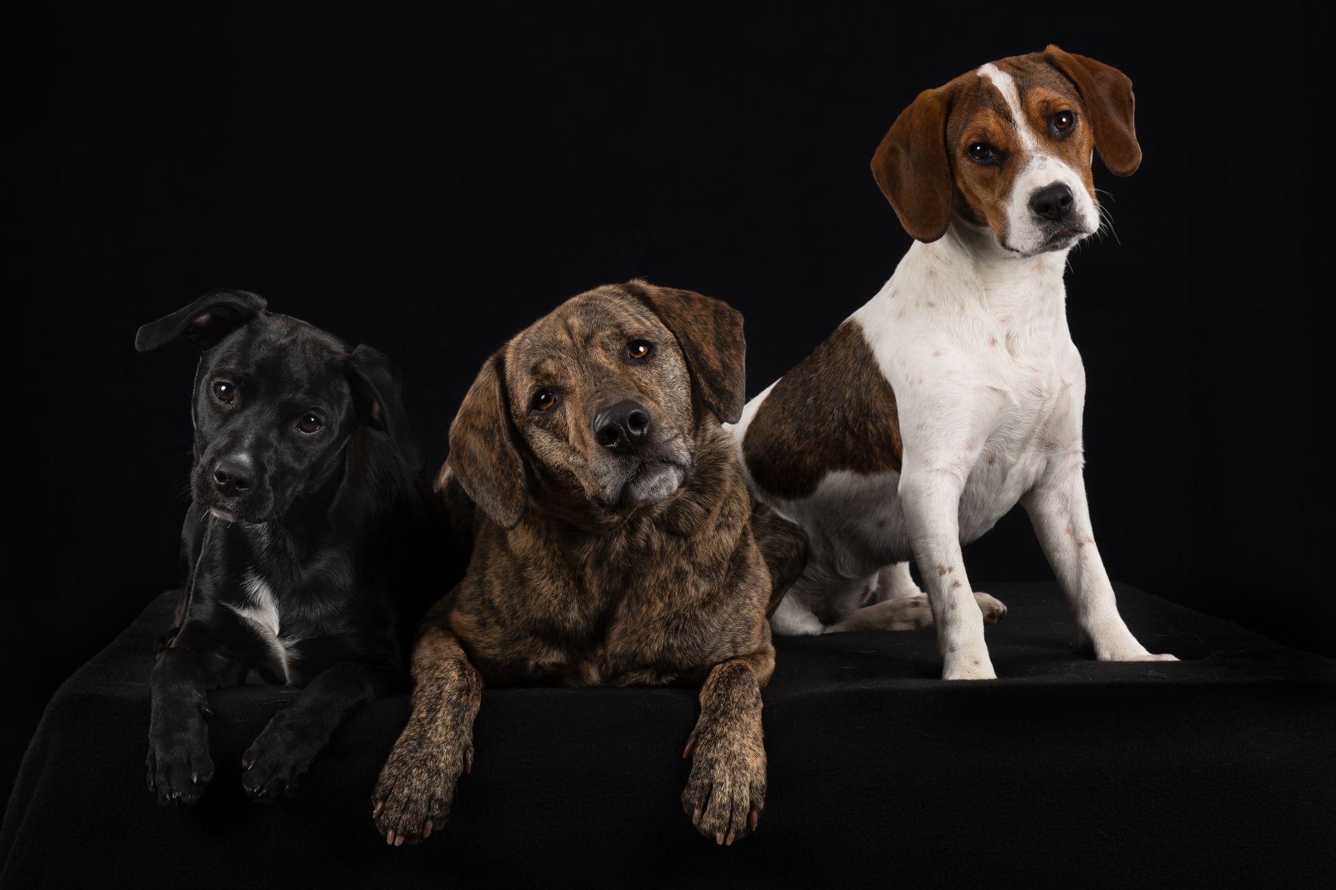 Three dogs giving head tilts during a studio photo session.