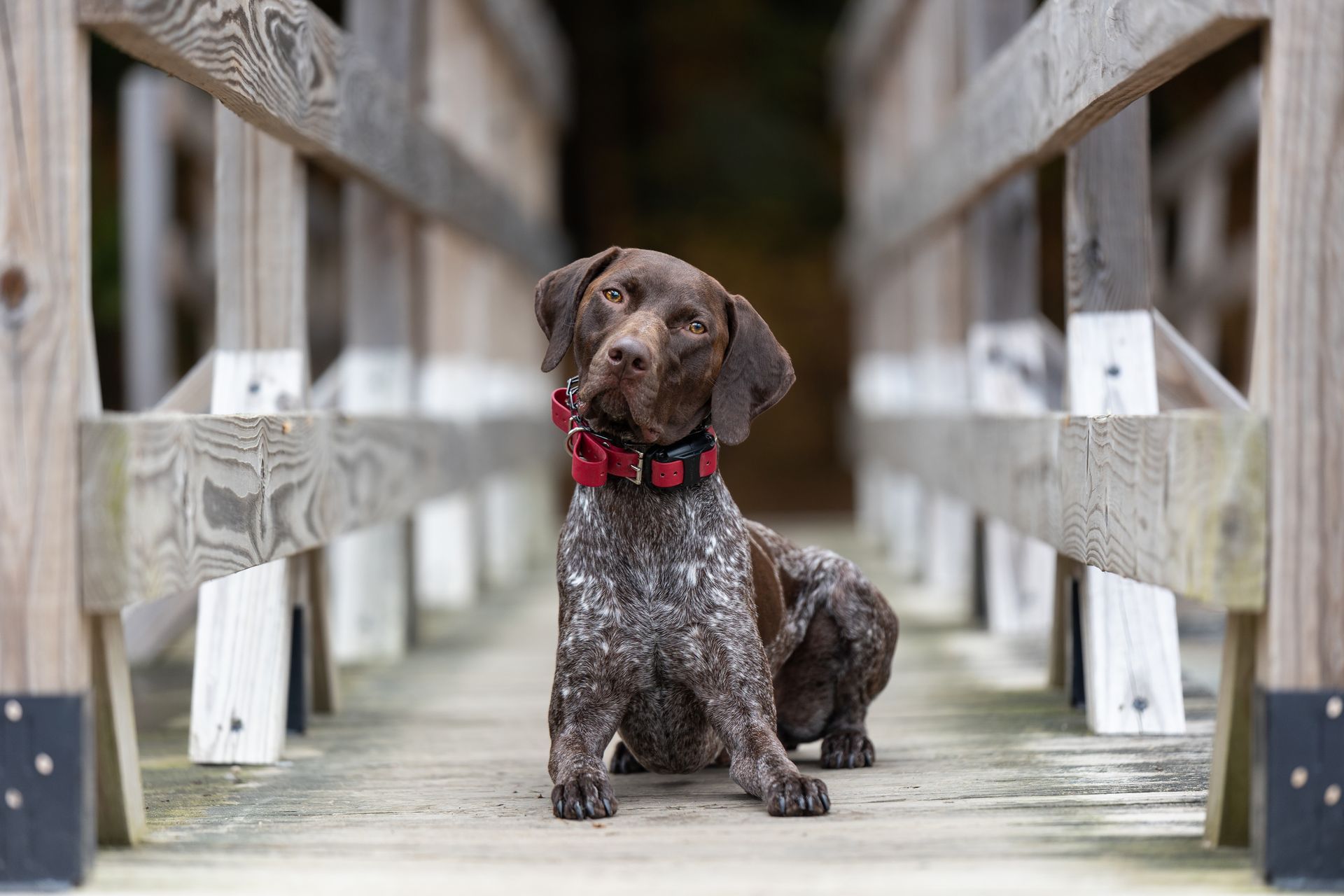 Dog looking directly at the camera during a professional photography session in Massachusetts