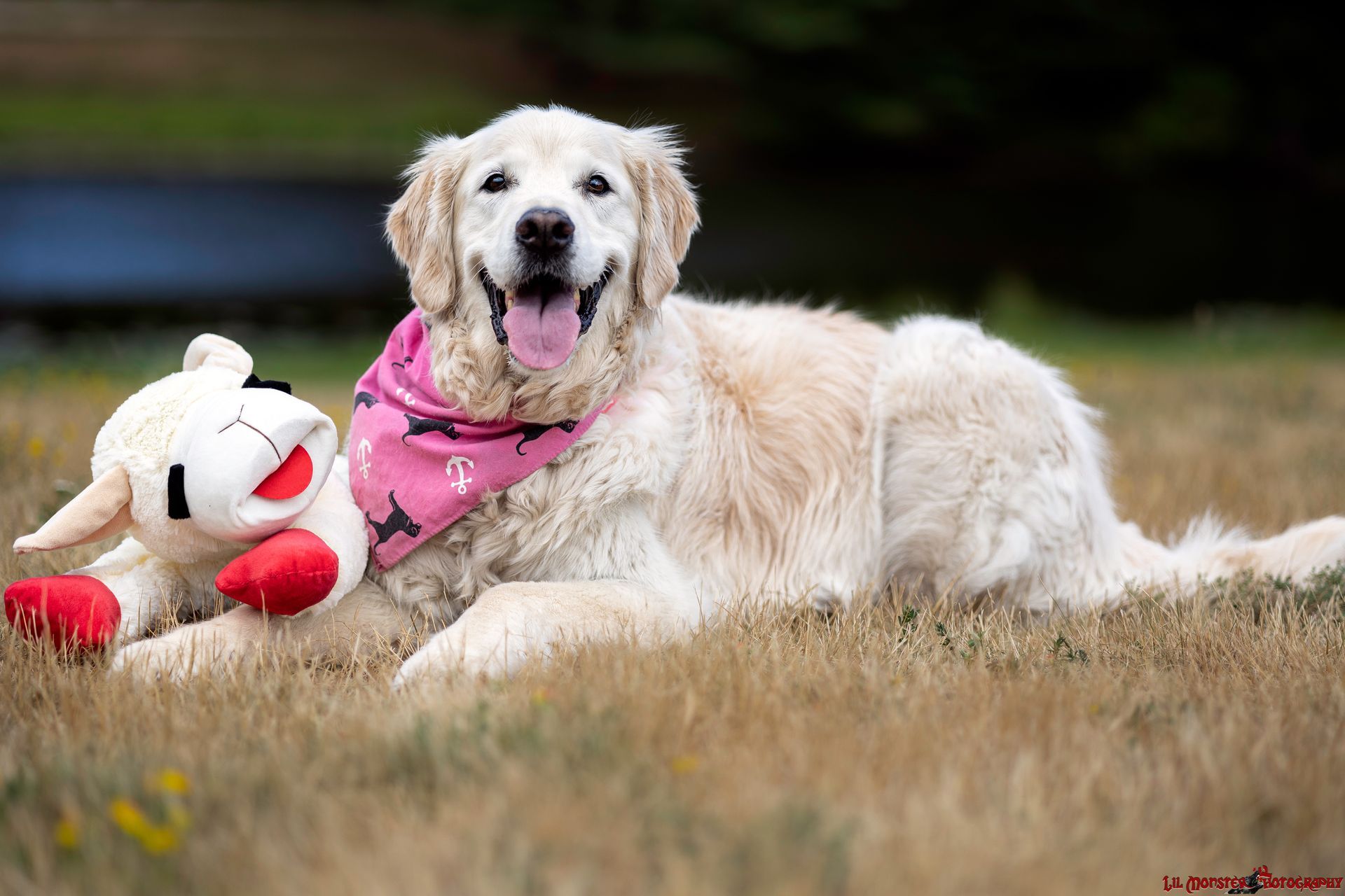 Golden Retriever posing with her favorite stuffed animal during a dog portrait session.