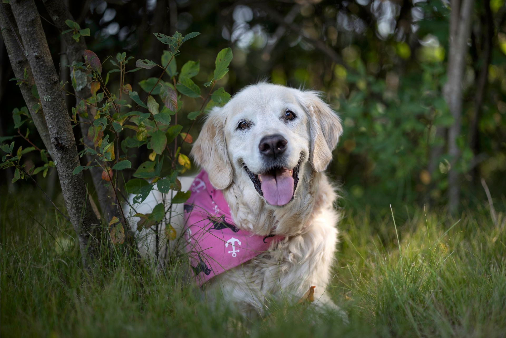 A senior dog enjoys some shade during a photo session in Carlisle, Massachusetts.