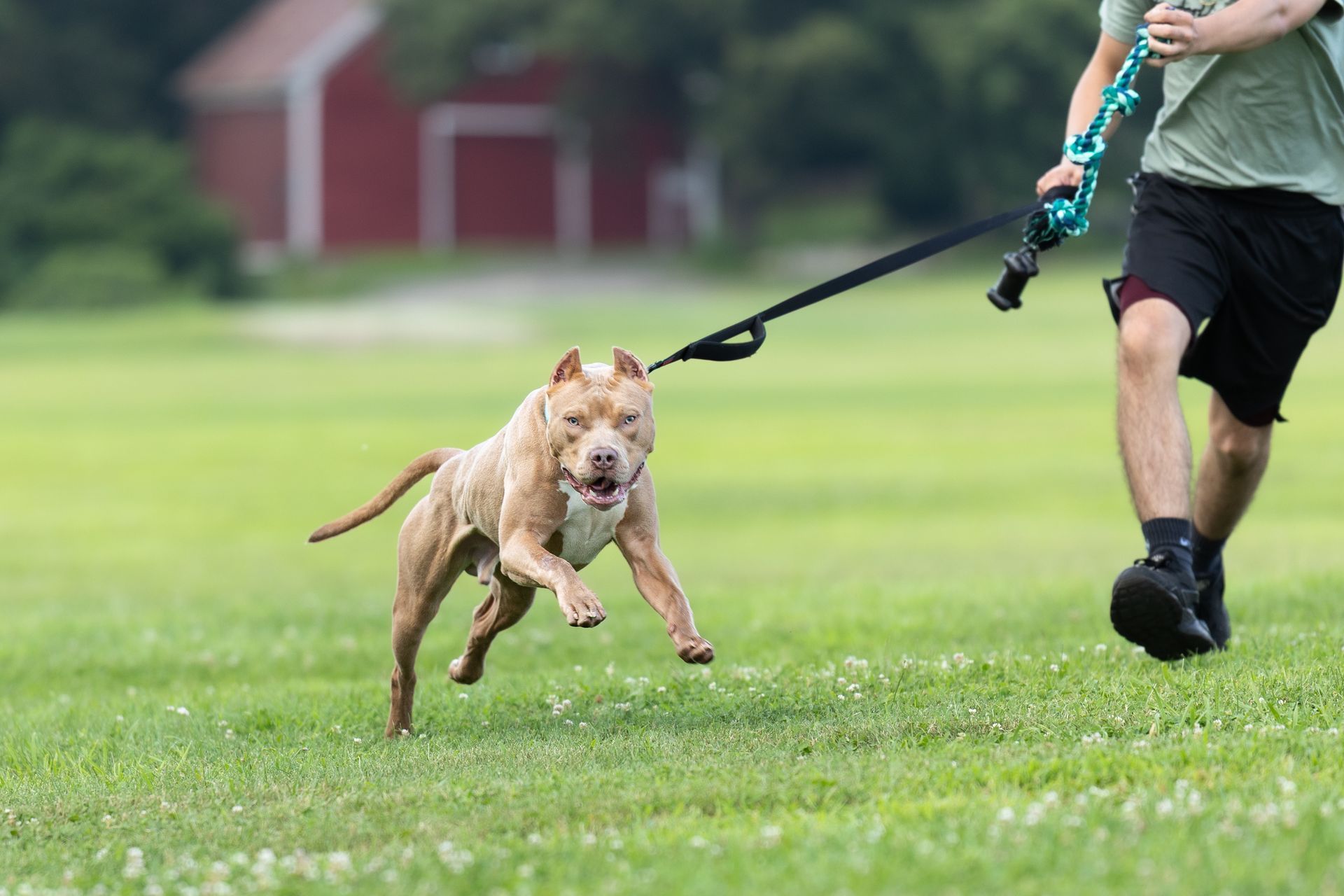 On leash Pitbull running with his owner during a metrowest photo shoot.