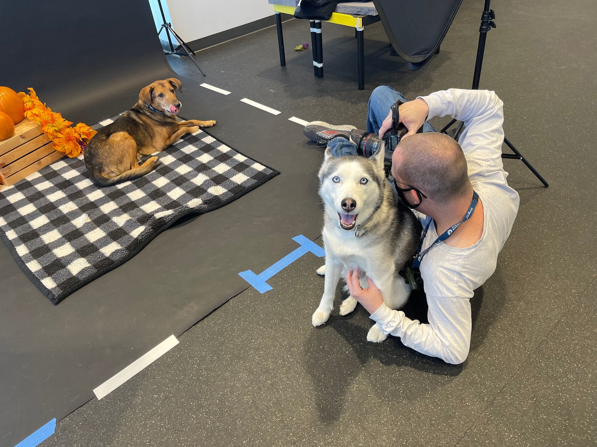 Behind the scenes image of a Husky snuggling up to the photographer during a pet store photo shoot in Massachusetts.