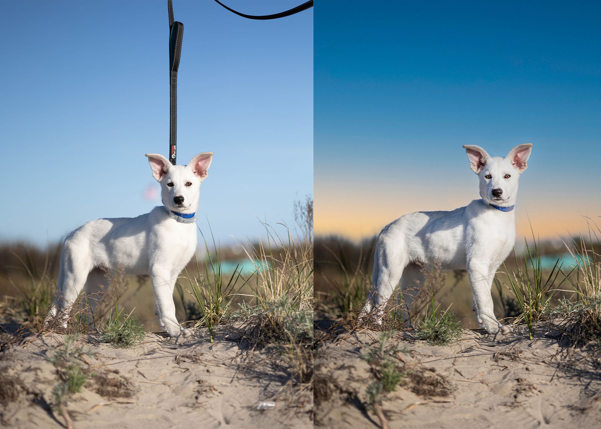 White German shepherd dog poses on sand dunes in Massachusetts for a dog photo shoot