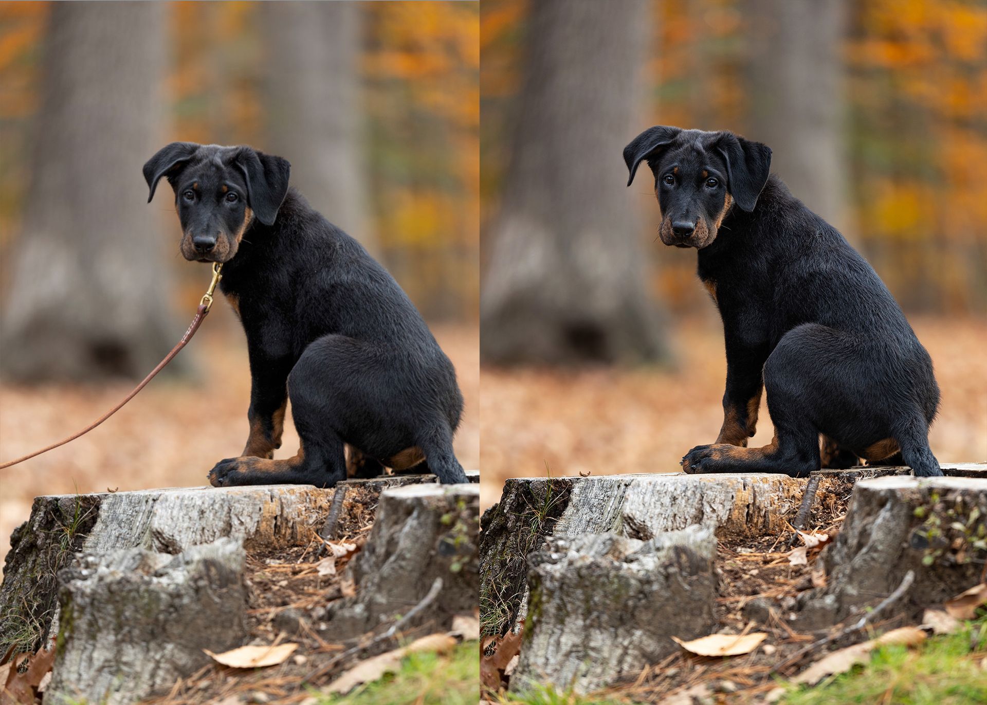 A puppy poses for fall photos on Massachusetts with a leash