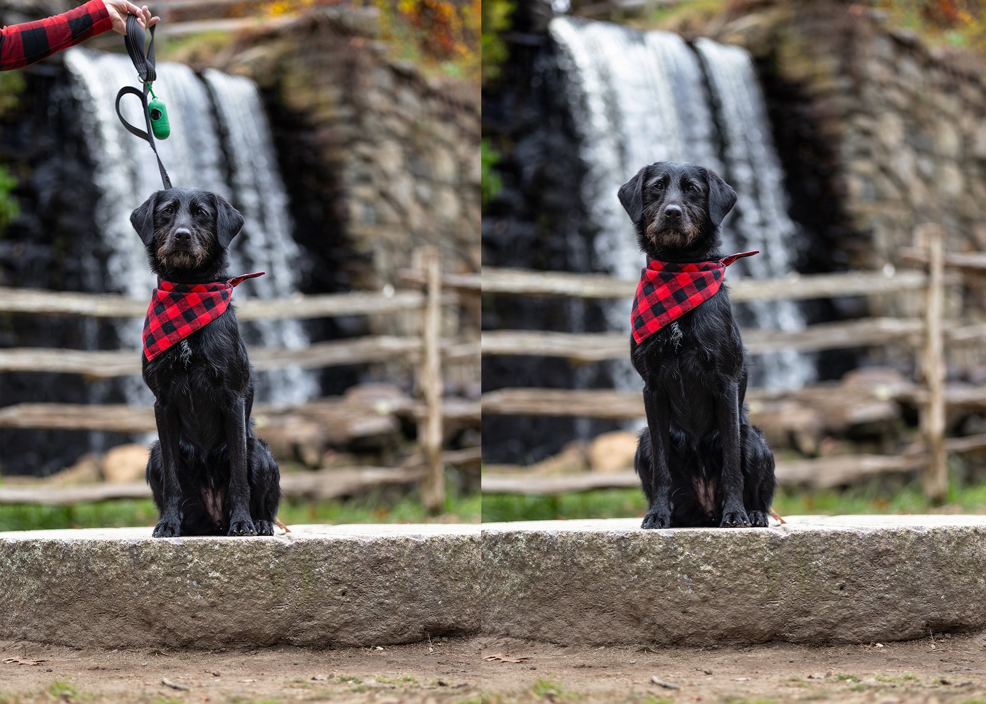 Before and after leash edit of a black dog in metrowest Massachusetts near waterfall.