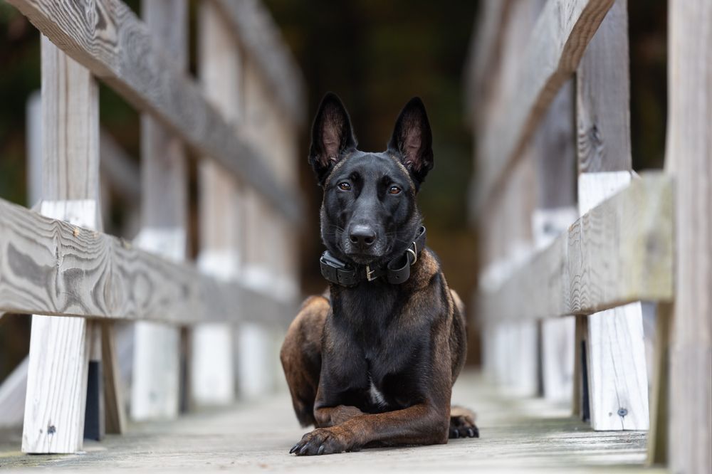 Belgian Malinois dog lying on a wooden bridge, looking forward, black and tan.
